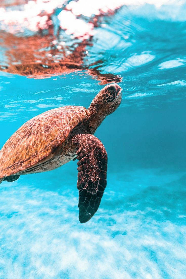 740x1110 Download An adorable sea turtle swimming above a vibrant reef Wallpaper, Phone