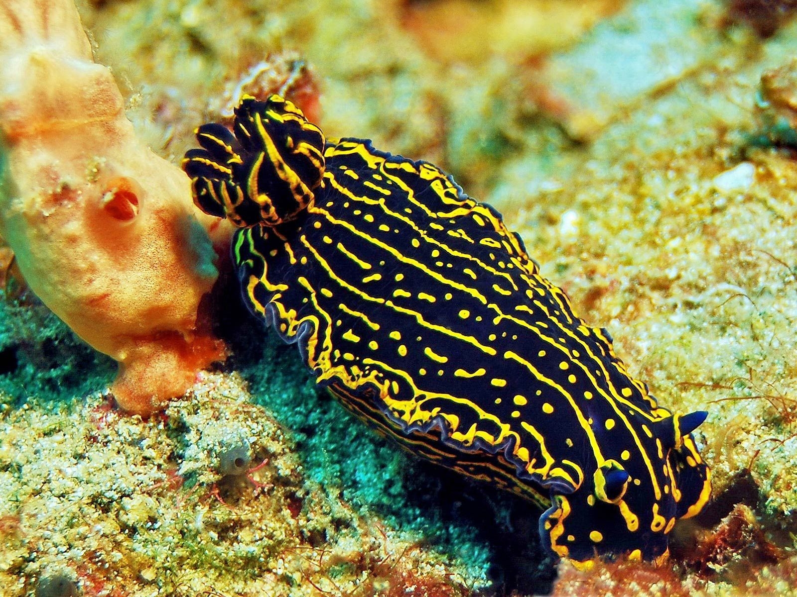 1600x1200 free Sea Slug wallpaper wallpaper and background. Sea slug, Weird sea creatures, Slugs, Desktop