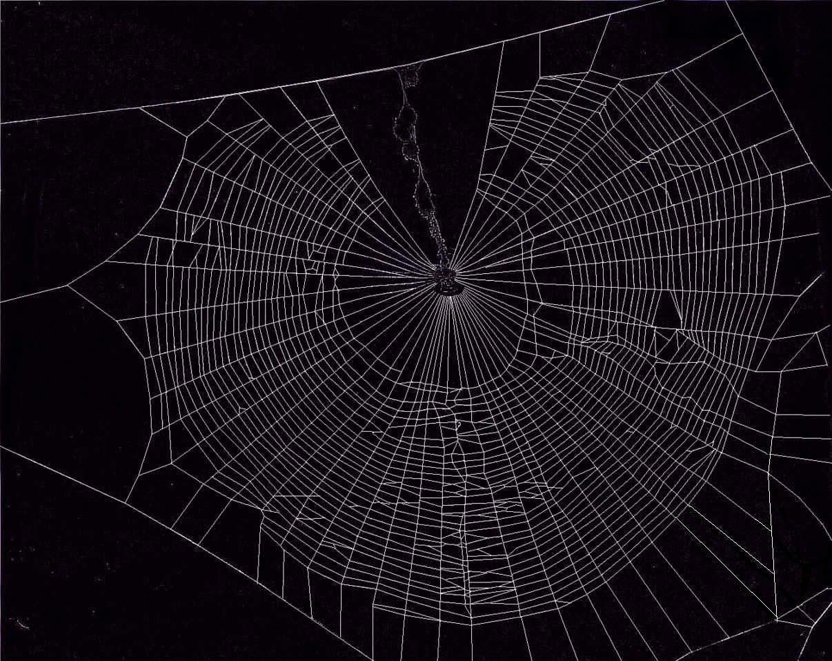 1210x960 Spider Web Wallpaper, Desktop