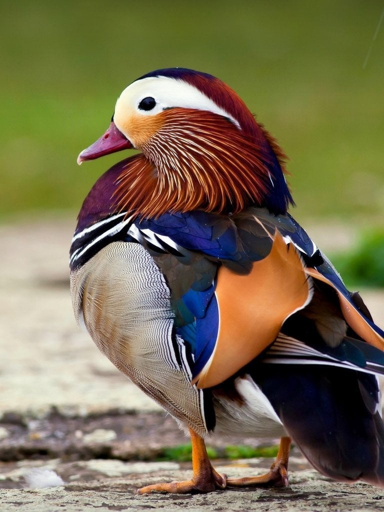 770x1030 Free download on July 22 2015 By admin Comments Off on Mandarin Duck HD Wallpaper [1024x1024] for your Desktop, Mobile & Tablet. Explore Mandarin Wallpaper. Wallpaper Stores in Jacksonville, Phone