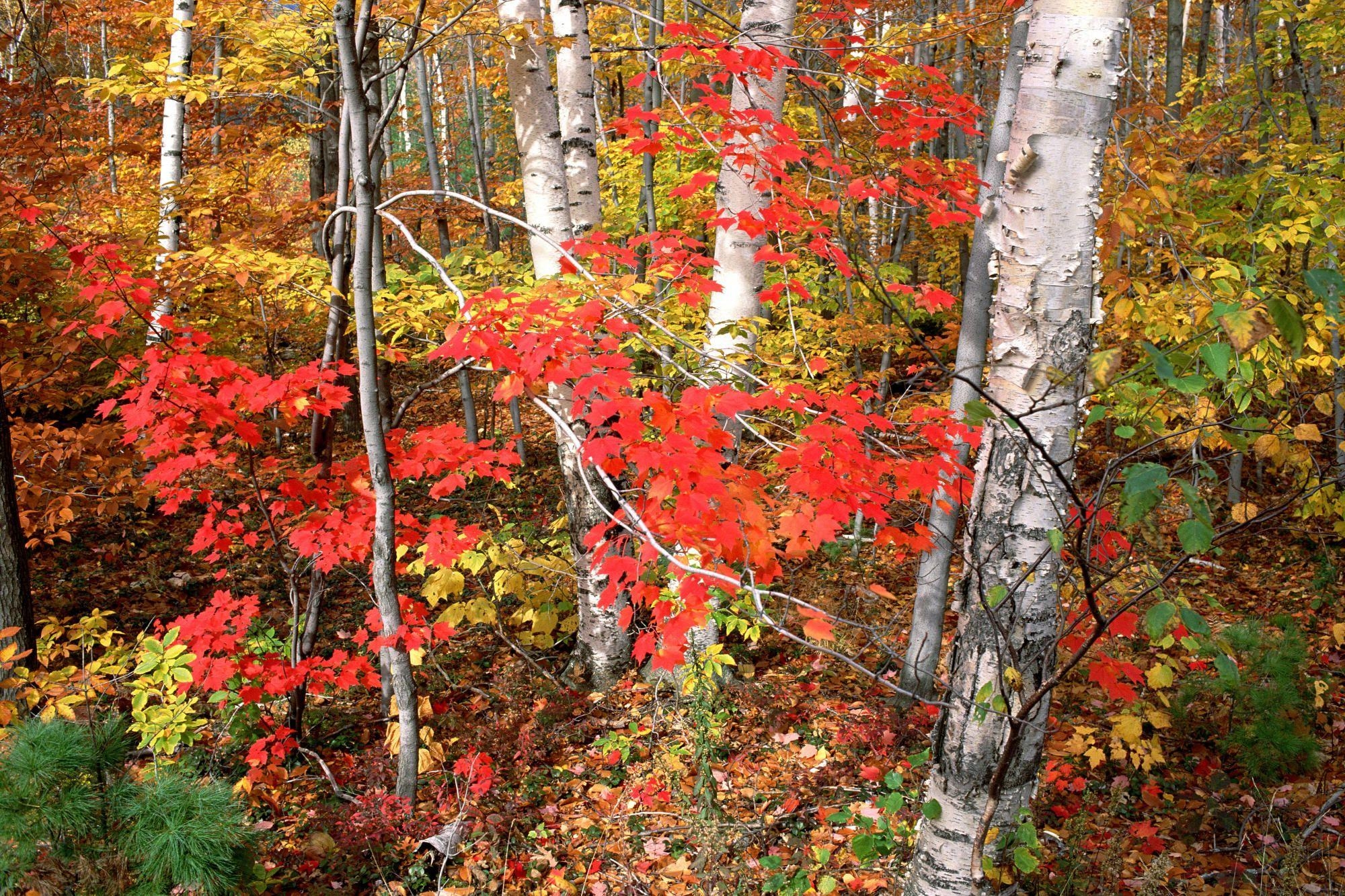 2000x1340 Maples Ash and Birch Trees in Autumn Vermont. HD Wallpaper, Desktop