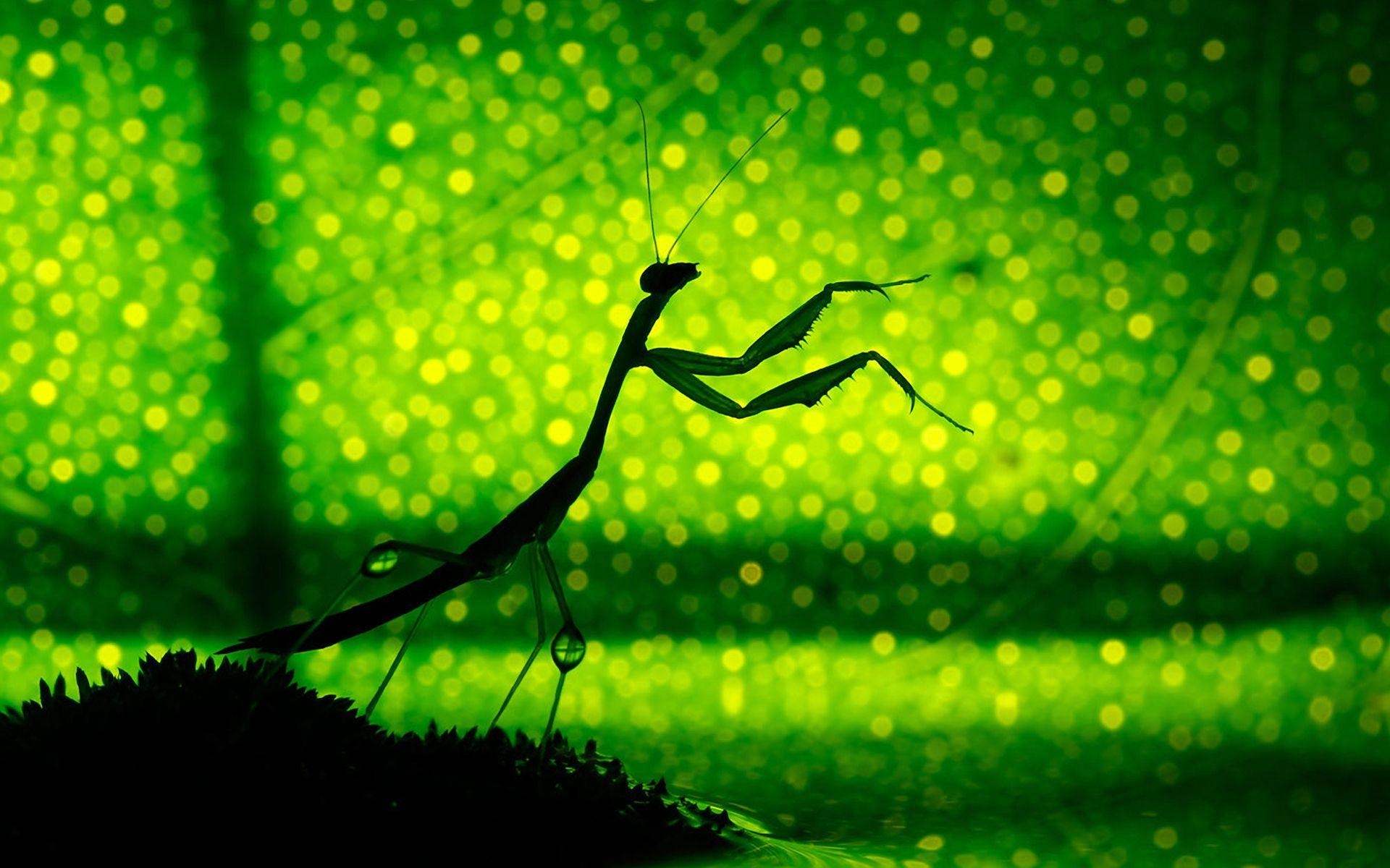 1920x1200 Praying Mantis Full HD Wallpaper and Background Imagex1200, Desktop