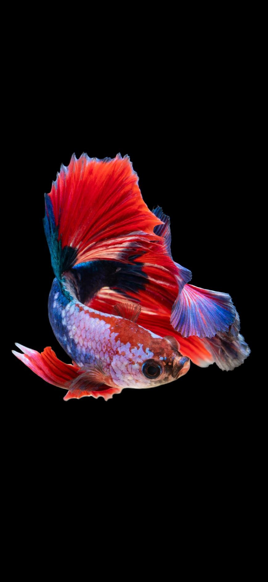 870x1890 Fish Wallpaper art: Free HD Download, Phone