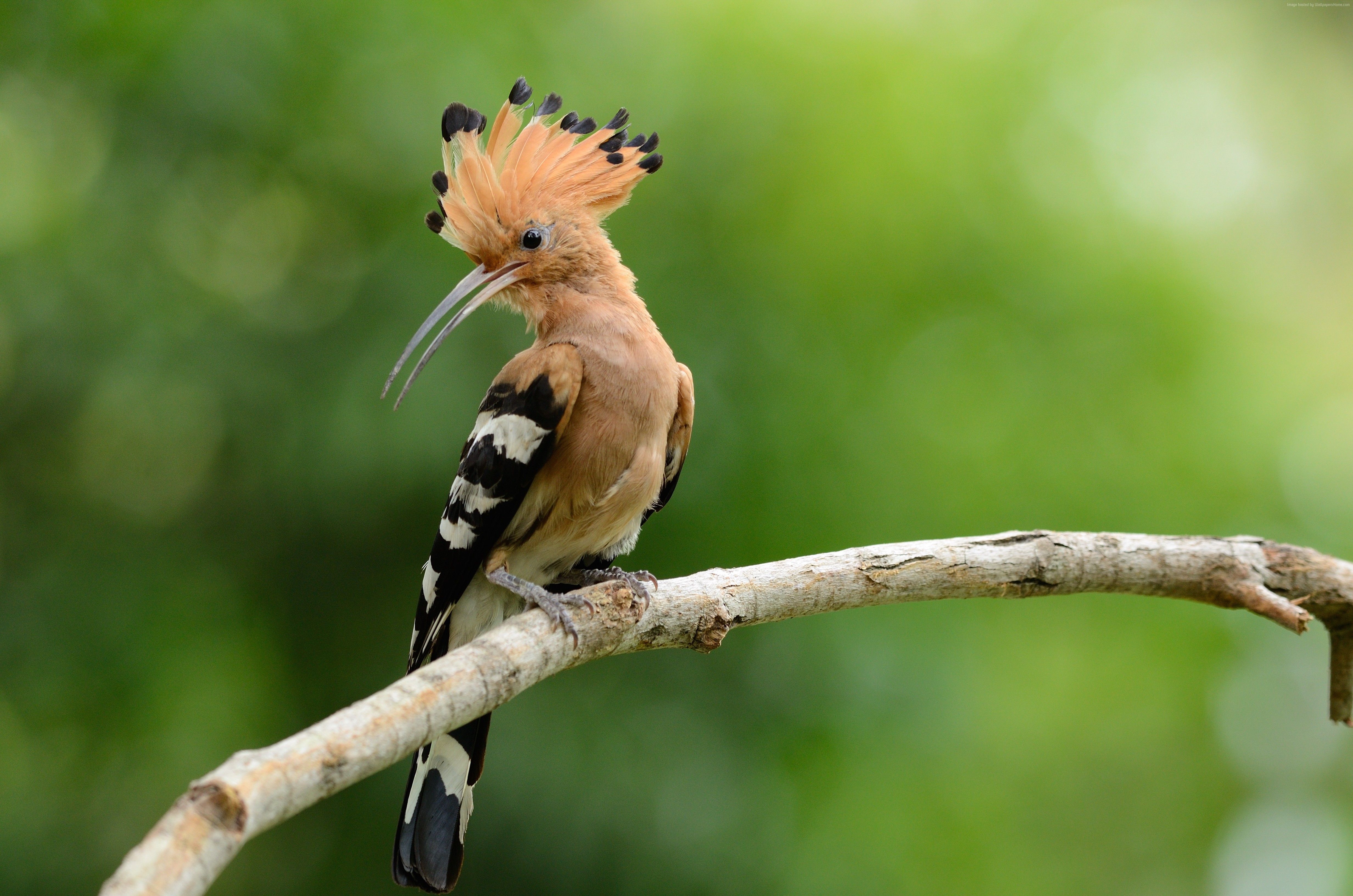 4930x3270 k, #bird, #hoopoe. Mocah.org HD Wallpaper, Desktop