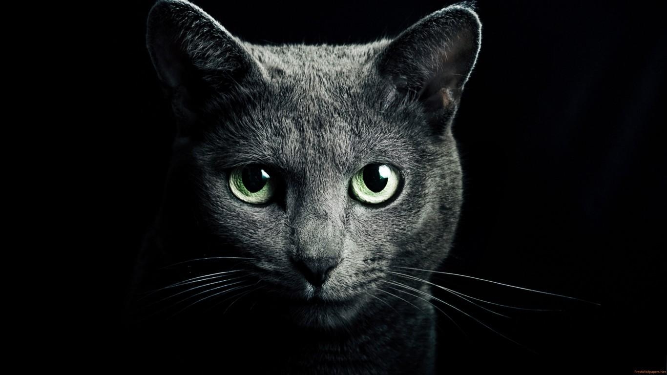 1370x770 Black Cat Green Eyes Close Up wallpaper, Desktop