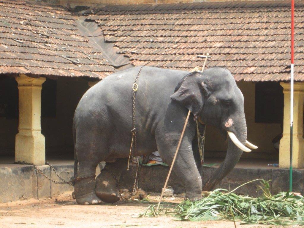 1030x770 Legal Notice Sent to Kerala Government Over Elephant Ownership, Desktop