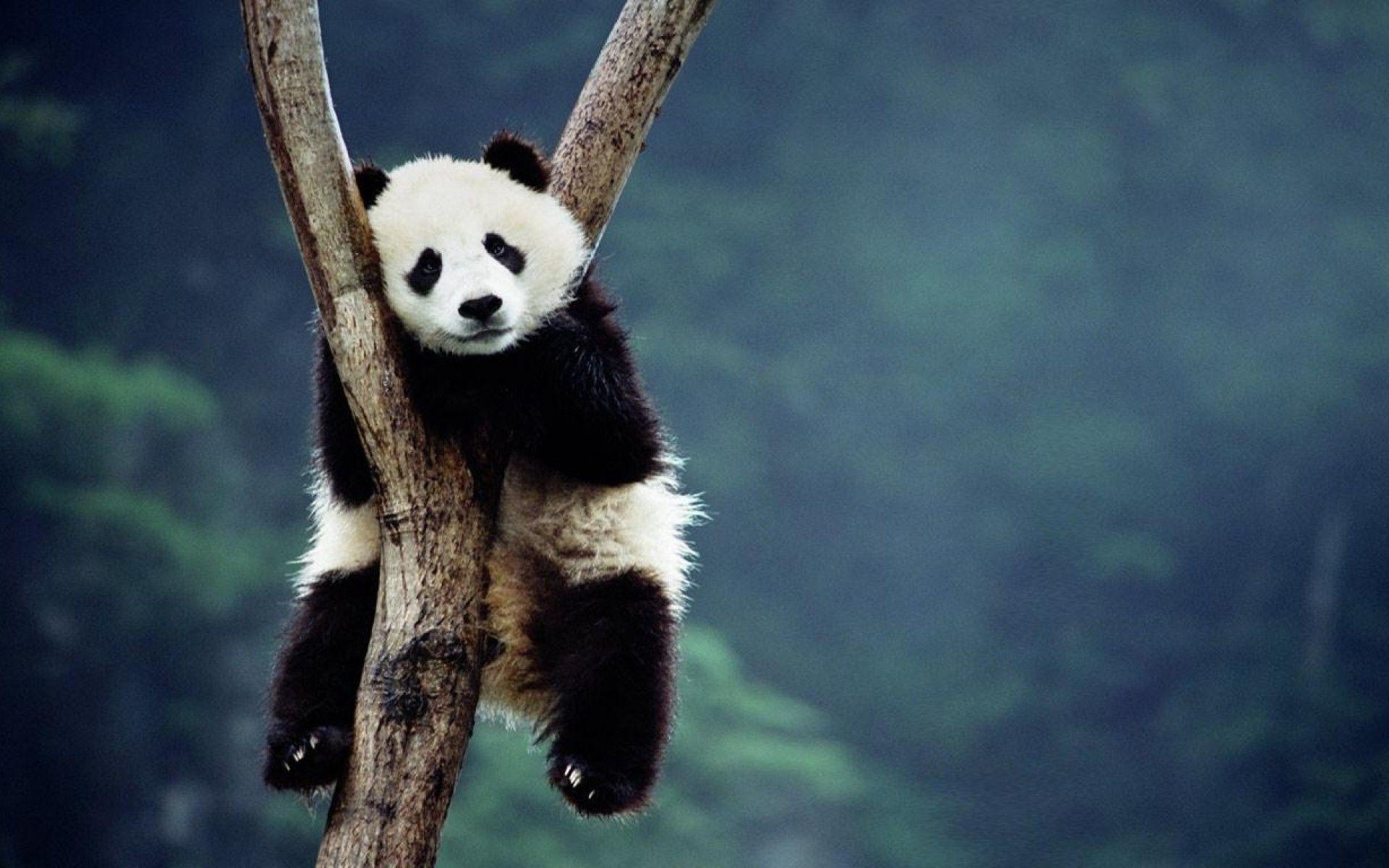 1920x1200 Panda Wallpaper for Computer, Desktop