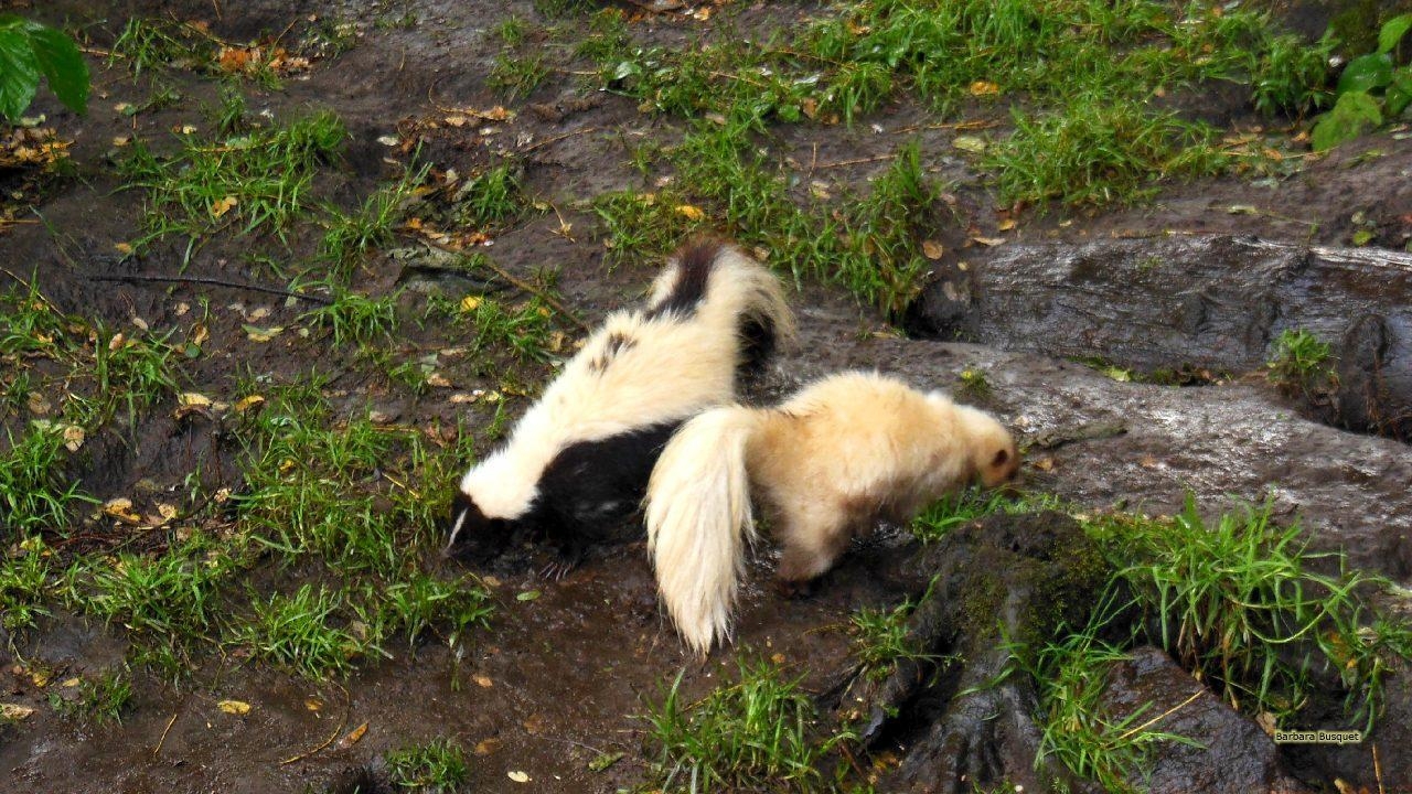 1280x720 Skunks in zoo HD Wallpaper, Desktop