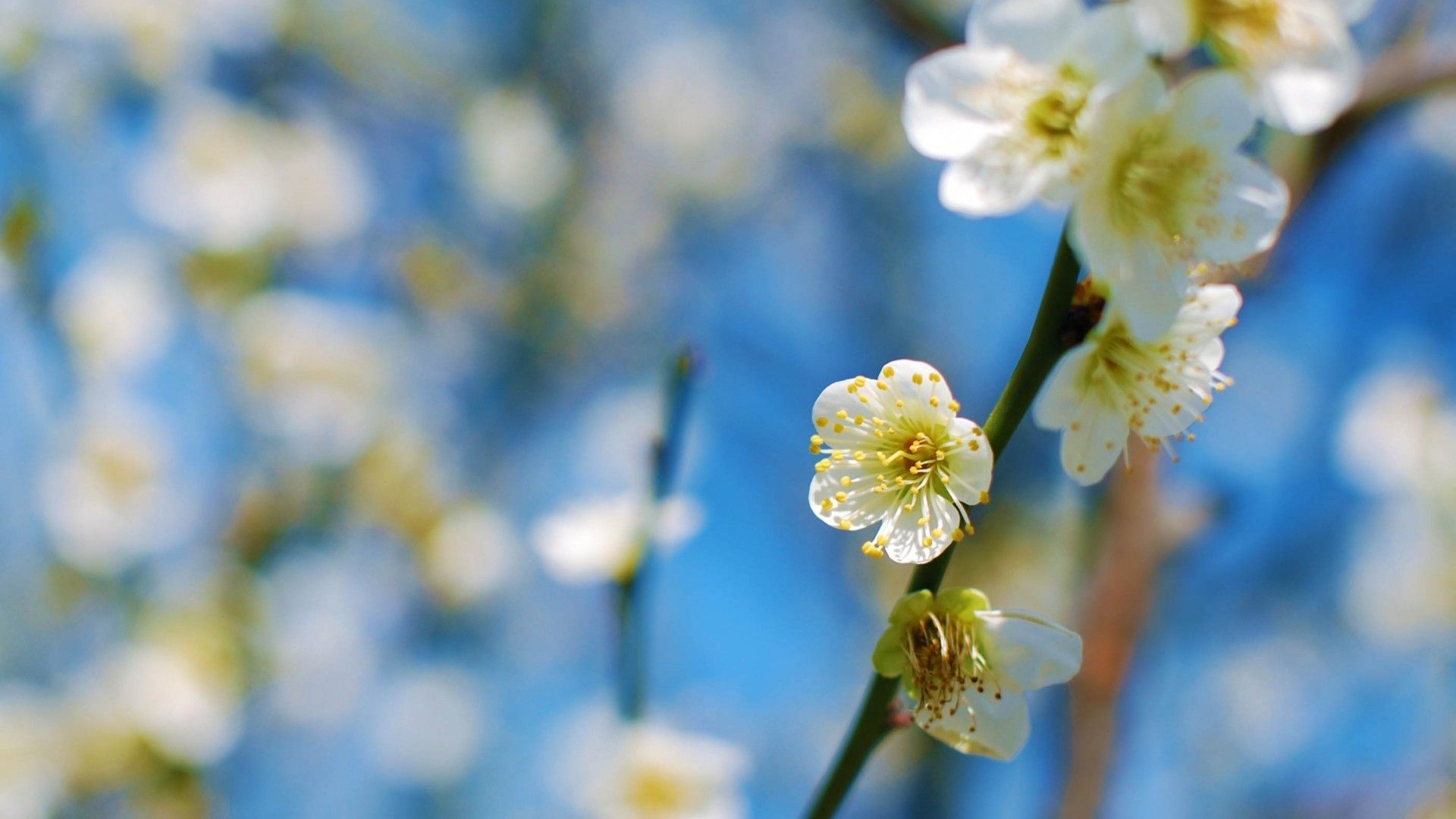 1920x1080 White Plum Blossom. [Desktop wallpaper ]. Spring desktop wallpaper, Desktop wallpaper, Desktop wallpaper, Desktop