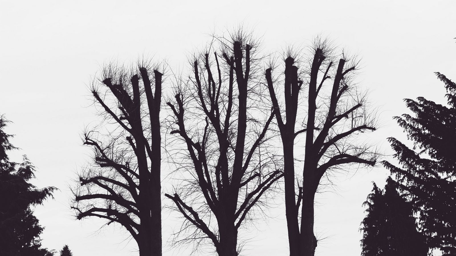 1600x900 Download wallpaper  trees, branches, aesthetic, bw, Desktop