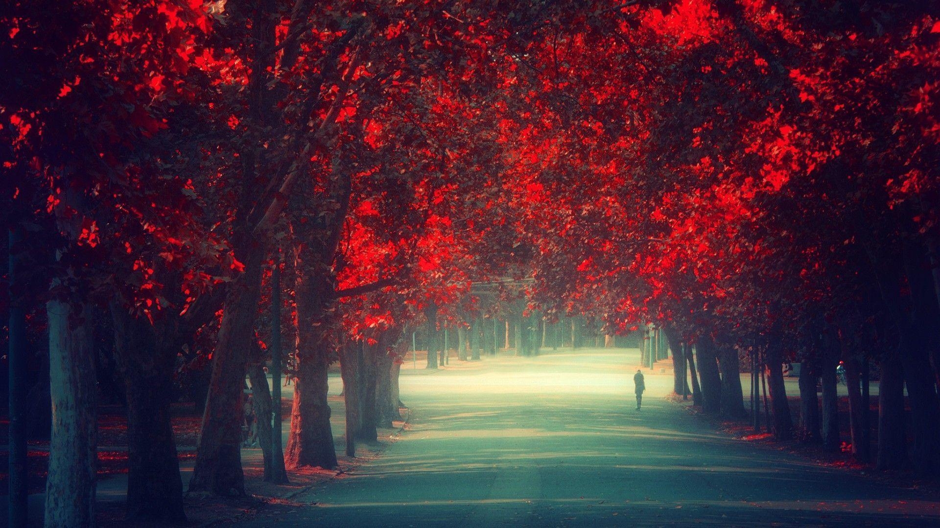 1920x1080 Trees Autumn Season Red Leaves Remembrance Wallpaper 1920×1080, Desktop