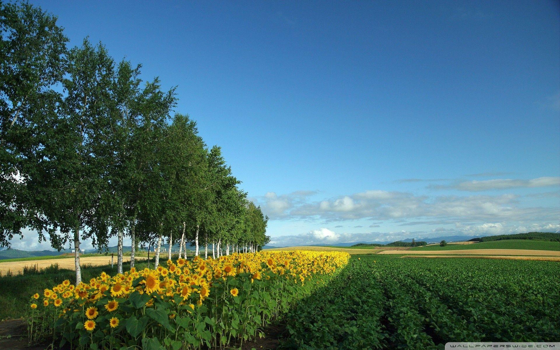 1920x1200 Hokkaido, Japan ❤ 4K HD Desktop Wallpaper for 4K Ultra HD TV, Desktop