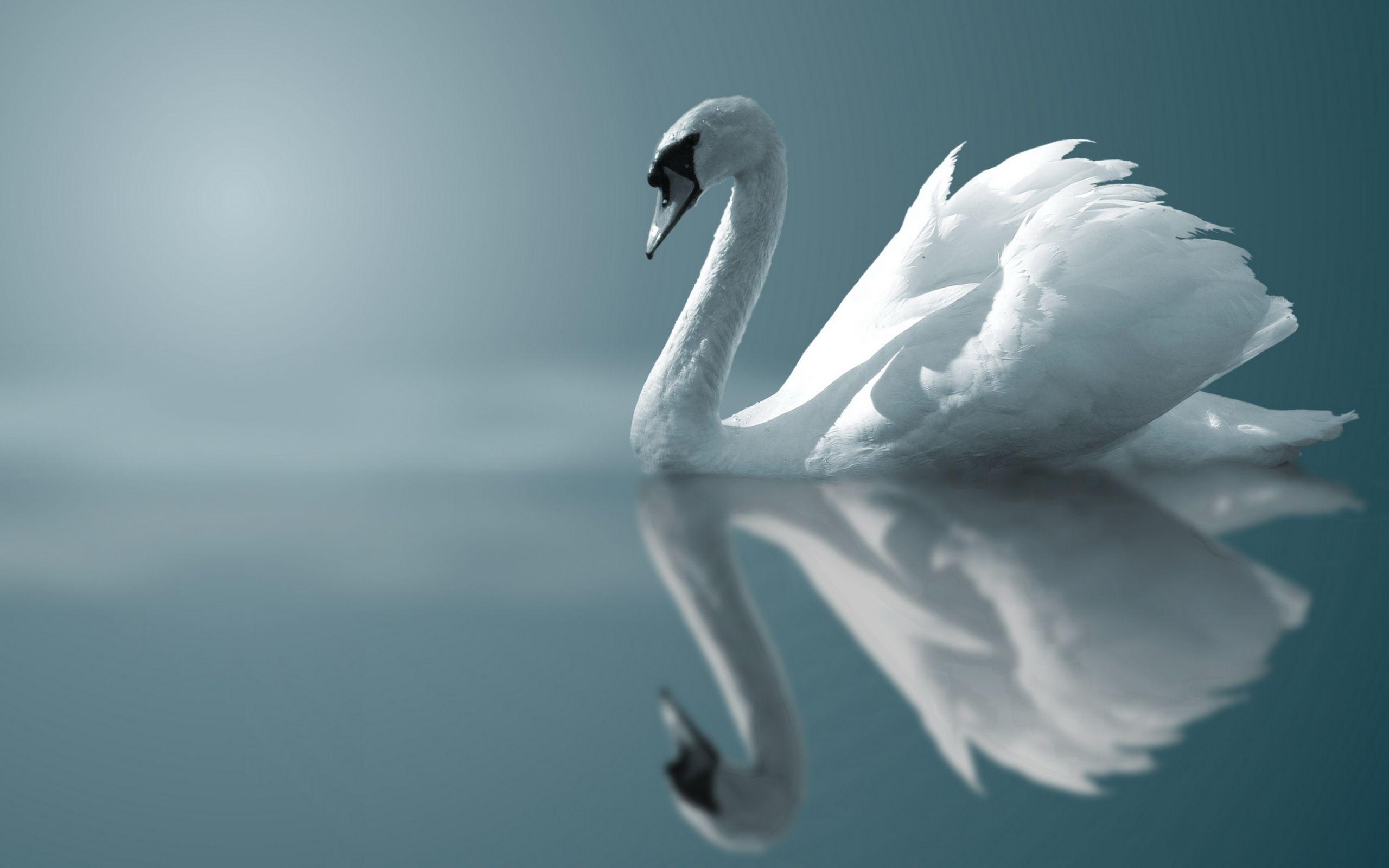 2560x1600 Mute swan HD Wallpaper, Desktop