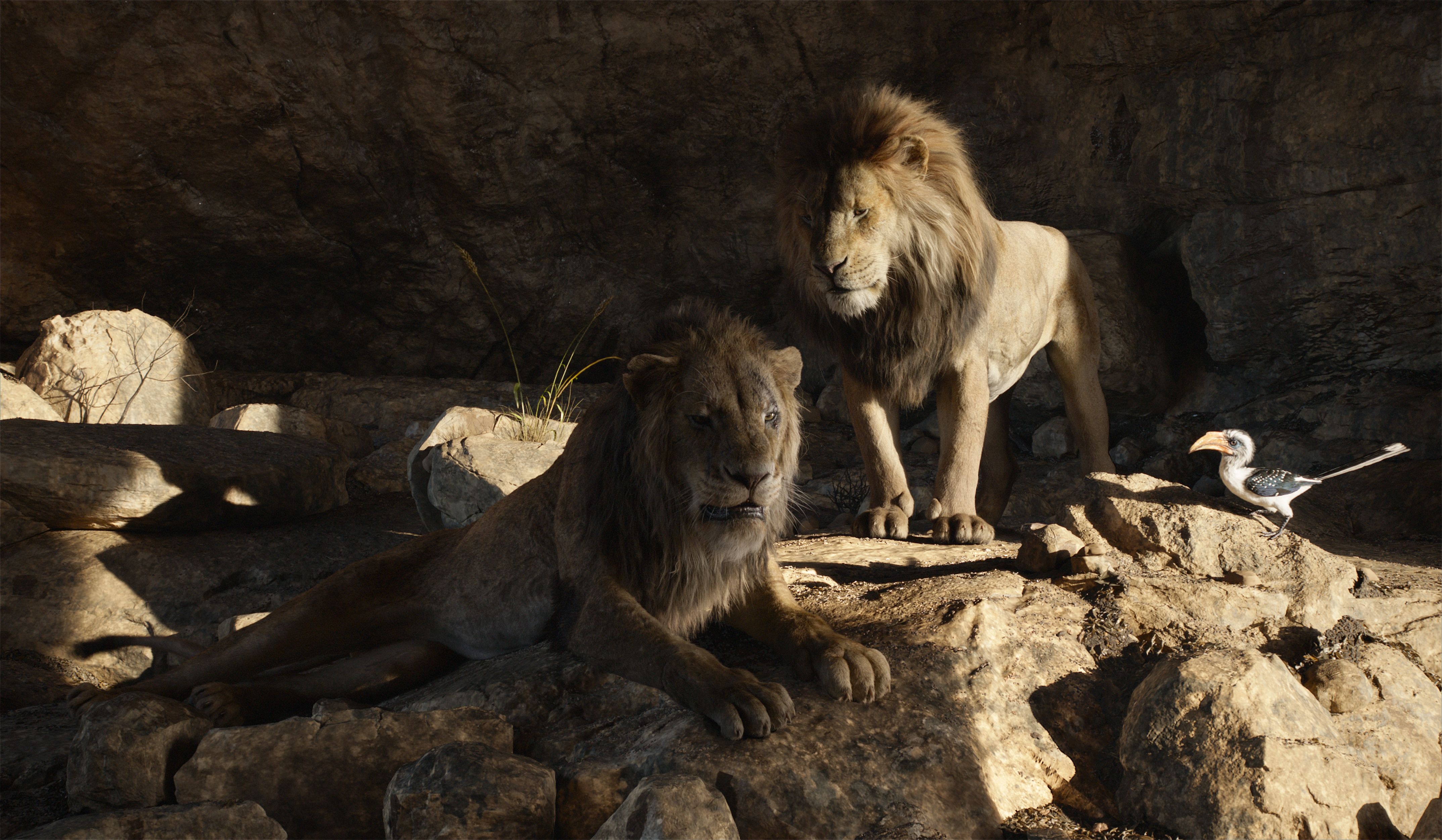 4300x2510 The Lion King (2019) 4k Ultra HD Wallpaper. Background Image, Desktop