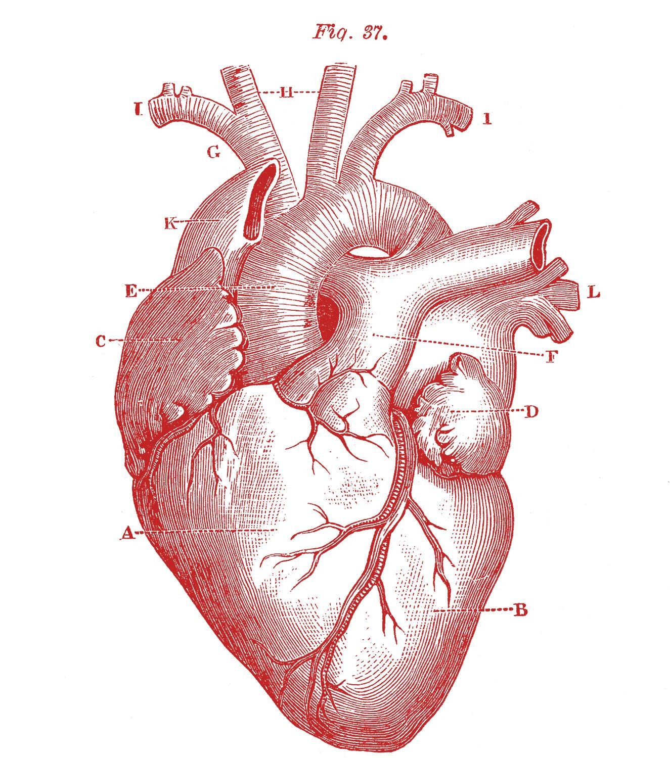 1330x1500 Anatomical Heart Picture! Graphics Fairy, Phone