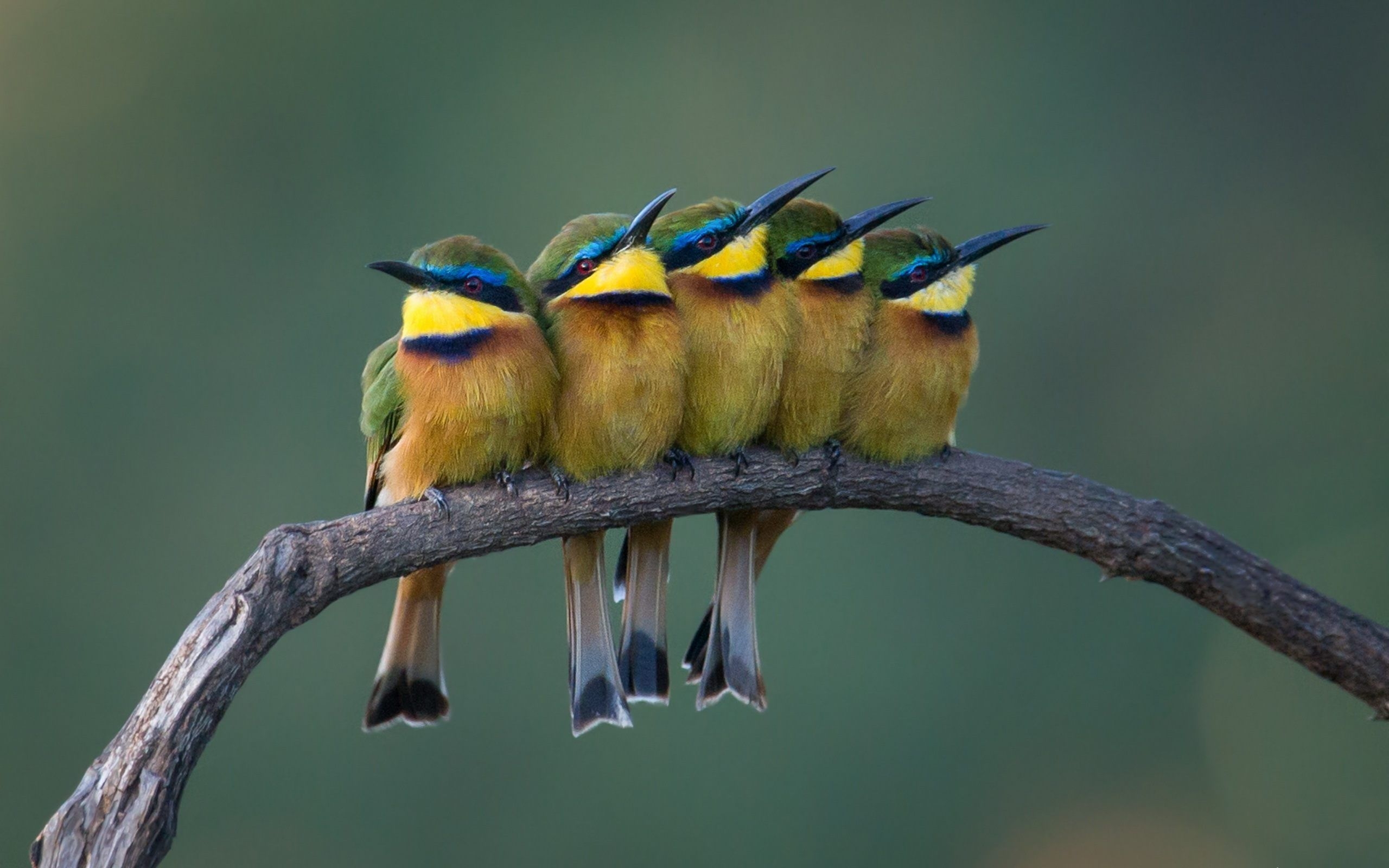 2560x1600 Bee Eaters Beautiful Birds Photo 4K Wallpaper HD, Desktop