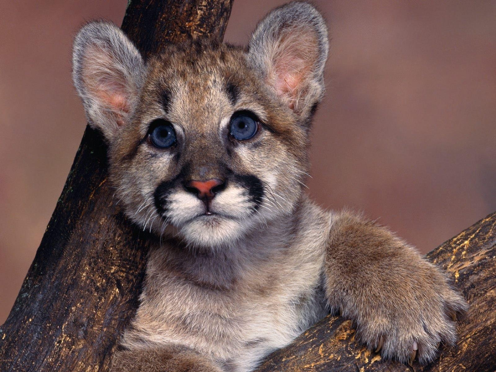 1600x1200 cougar, Puma, Blue, Eyes, Cute, Baby, Animal Wallpaper HD, Desktop