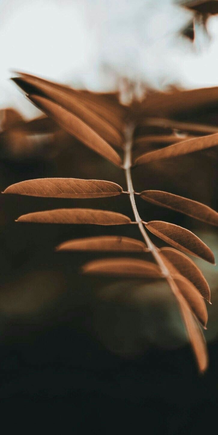 730x1460 Brown Aesthetic Phone Background, Phone