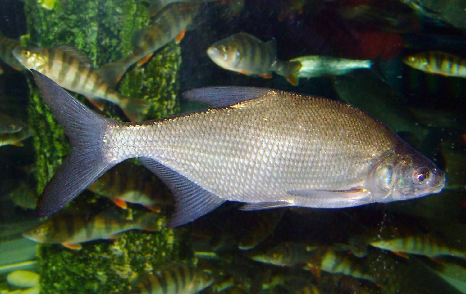 1500x950 Common bream, Desktop