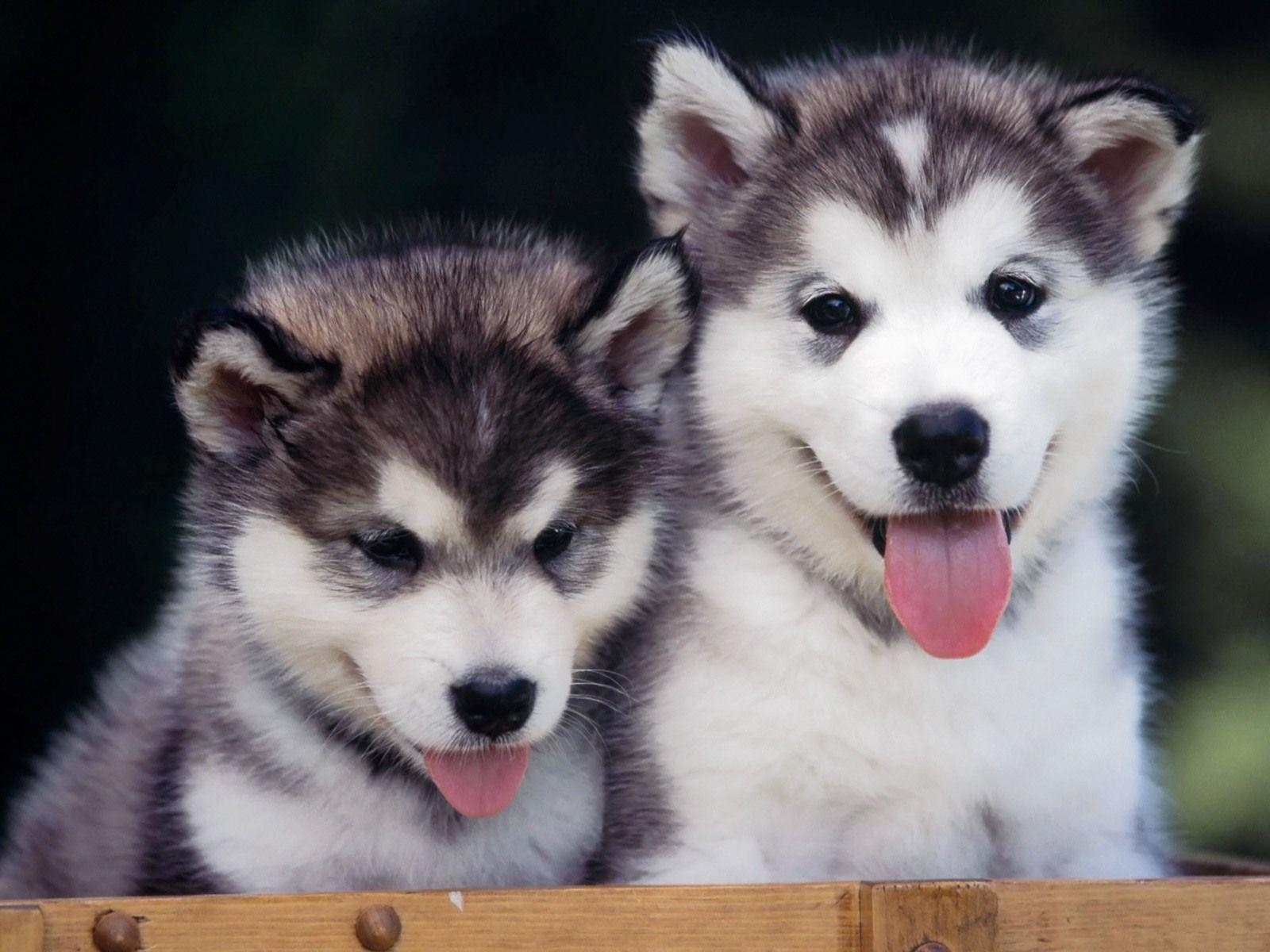 1600x1200 Siberian Husky Wallpaper, Desktop