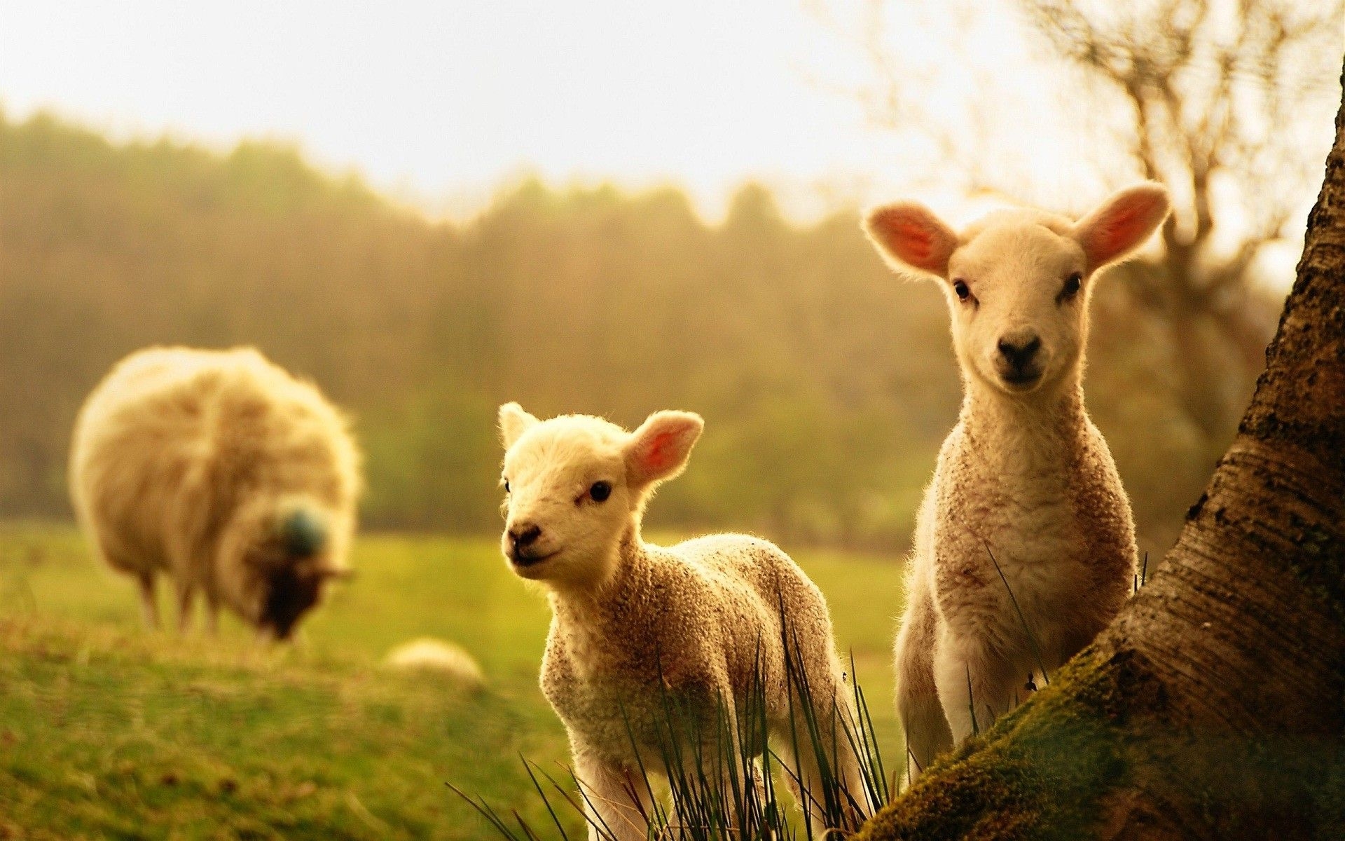 1920x1200 Spring Animal Wallpaper, Desktop