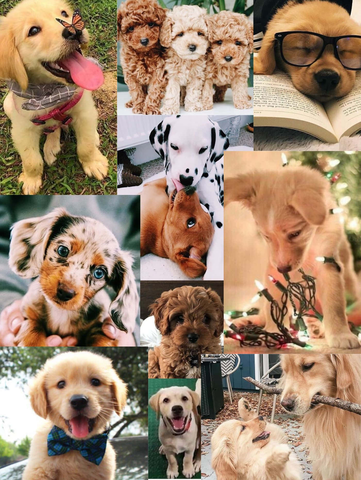 1410x1870 Download A Collage Of Picture Of Dogs With Glasses Wallpaper, Phone