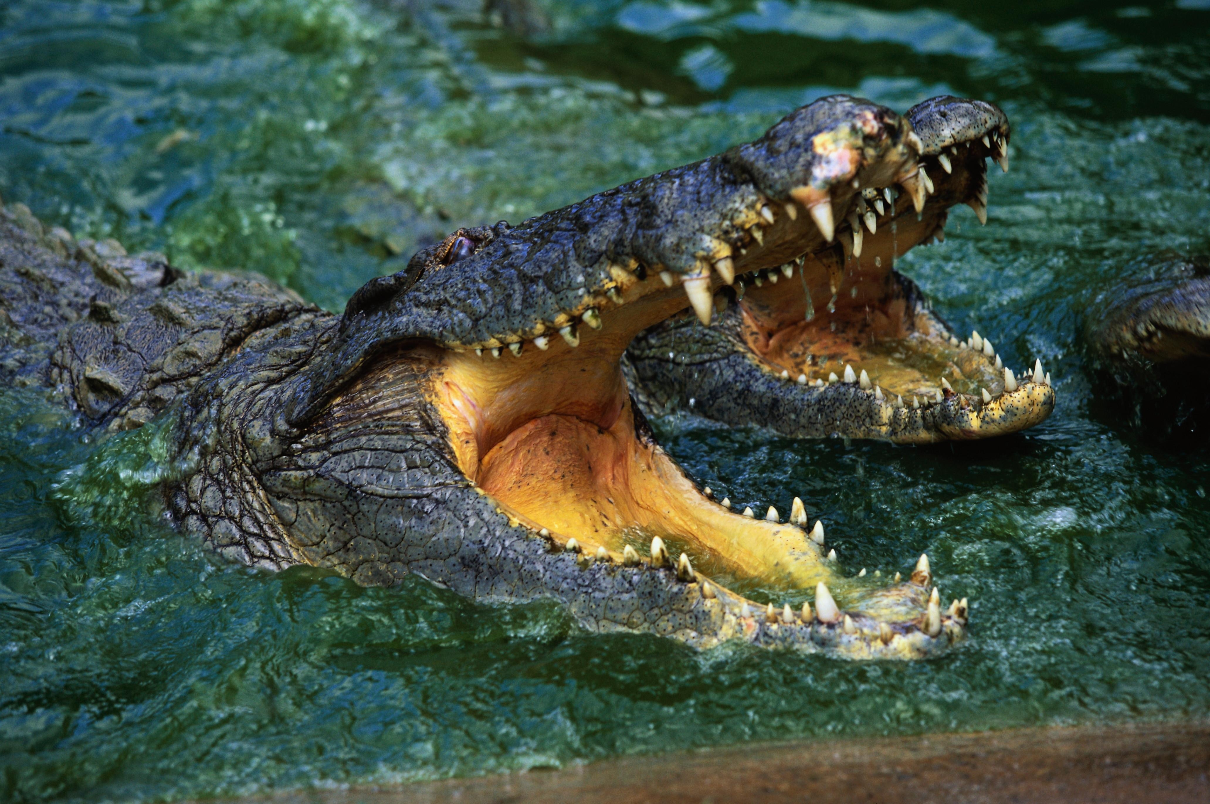4130x2750 Wallpaper, crocodile, snout, teeth, water, predator, Desktop