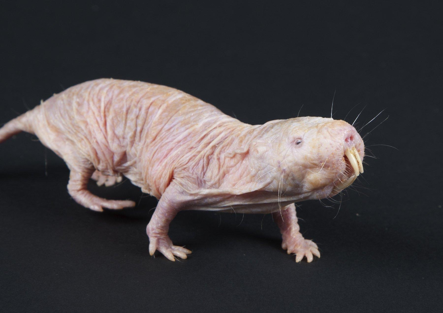 1800x1280 Naked Mole Rat Wallpaper and Background Imagex1273, Desktop