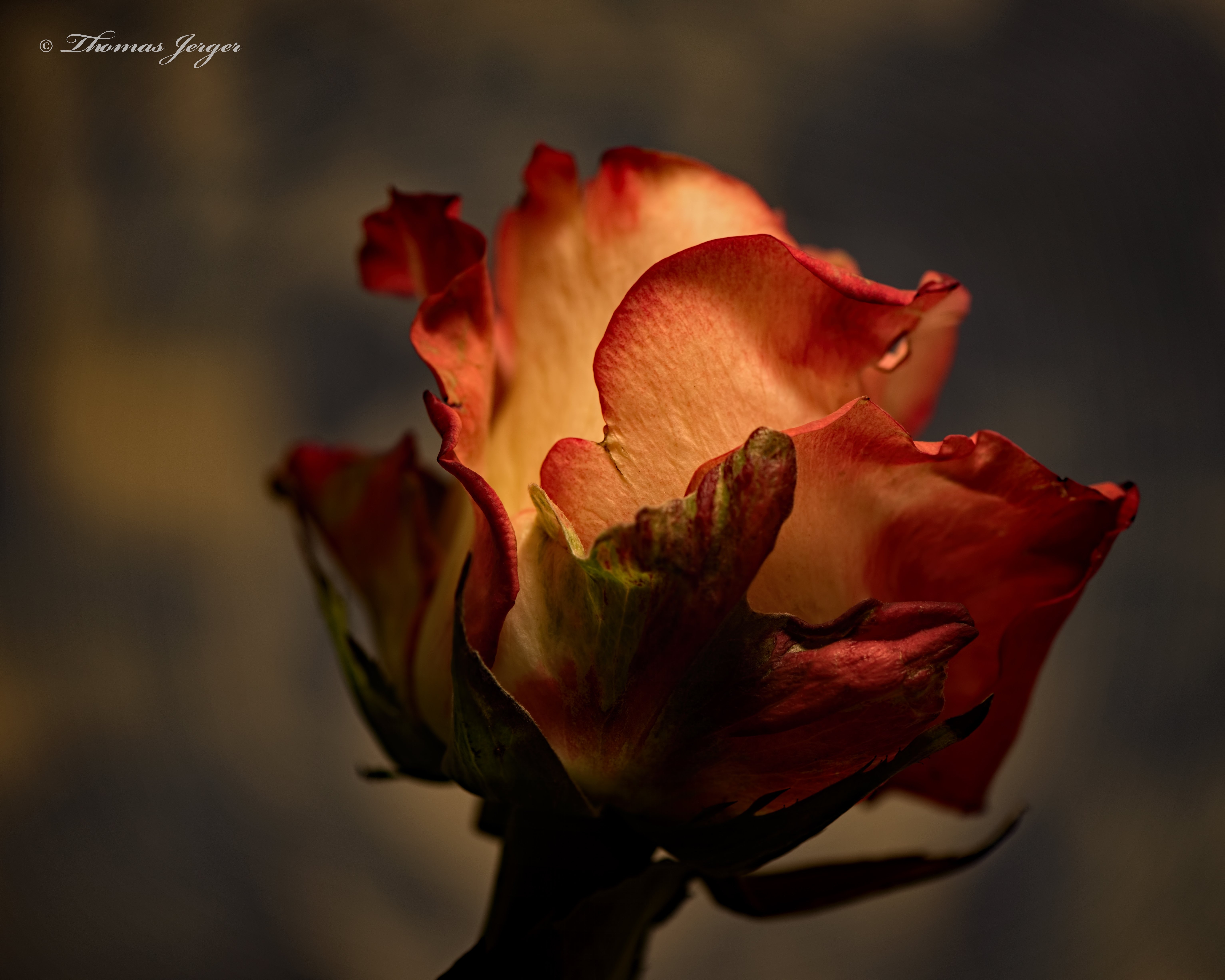 6130x4910 Wallpaper, black, portrait, nature, red, winter, closeup, green, yellow, orange, petals, texture, blossom, pink, gray, Wisconsin, floral, craggy, beautiful, leaf, flower, beauty, bloom, flora, bud, single, petal, blooming, land plant, flowering, Desktop