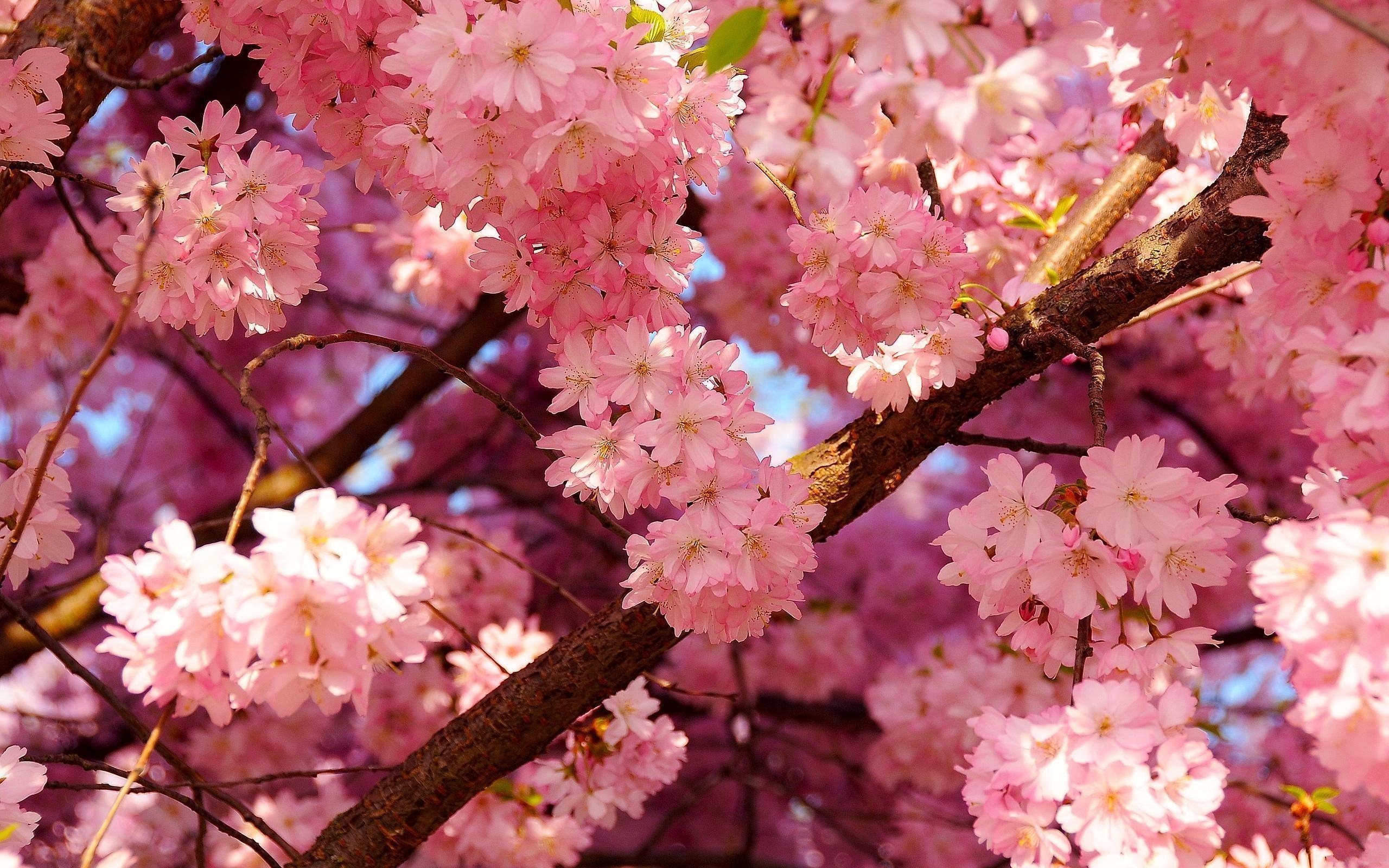 2560x1600 Japanese Cherry Blossom Wallpaper, Desktop