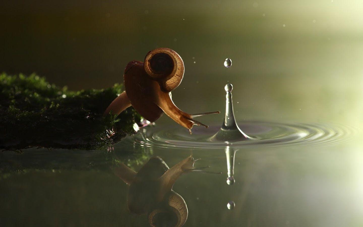 1440x900 Snail Wallpaper Animal Spot, Desktop