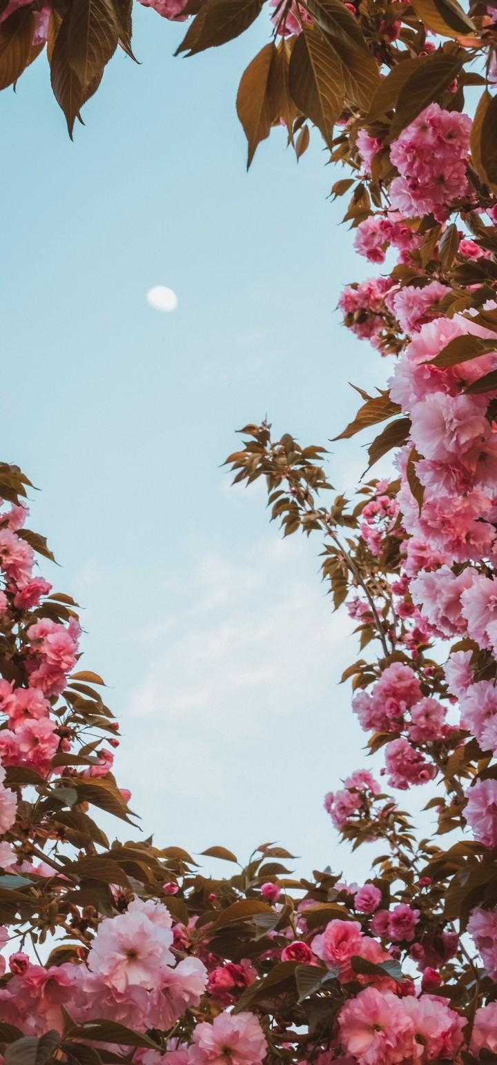 720x1550 Sakura Flowers Pink Wallpaper - [], Phone