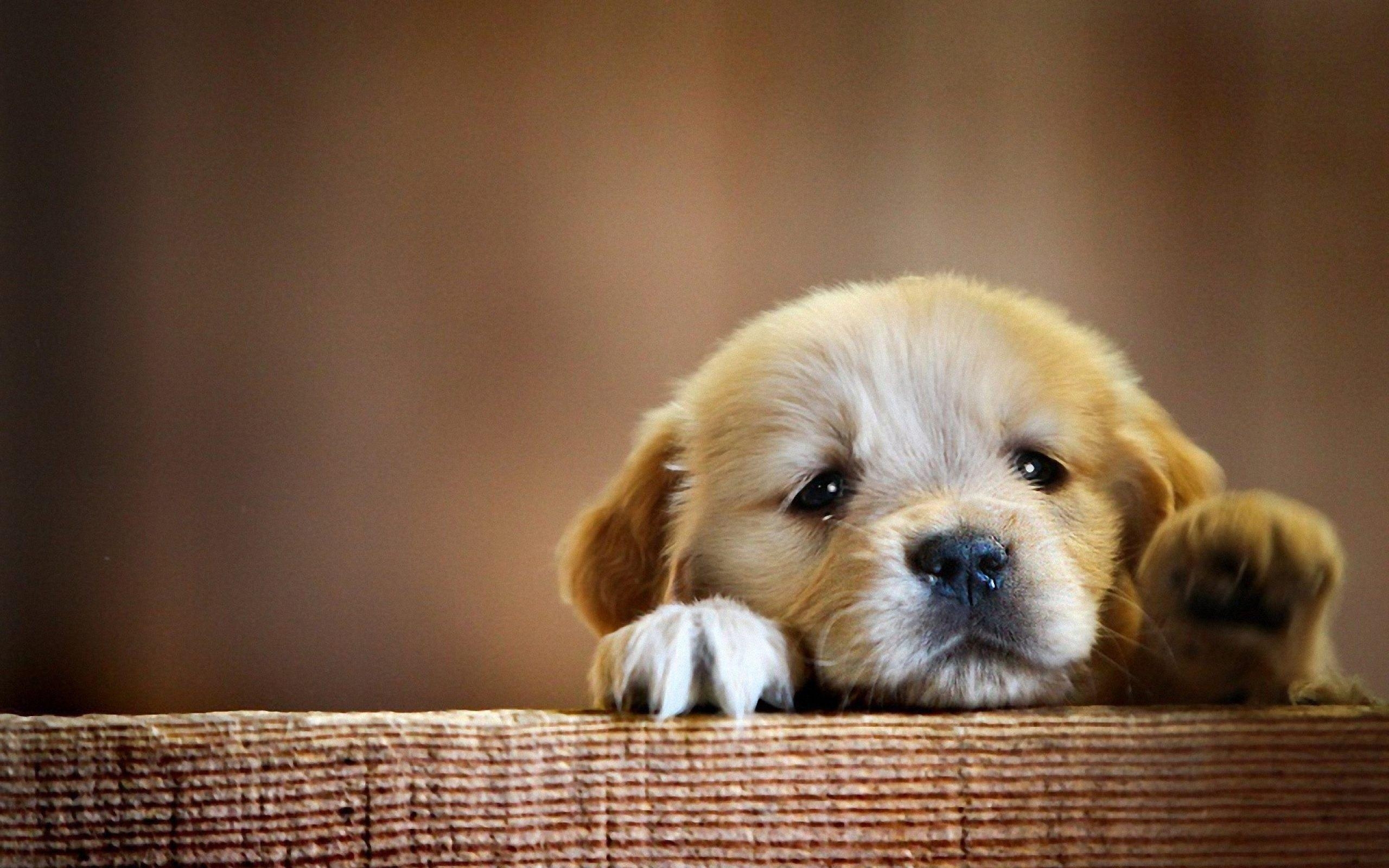 2560x1600 Cute Dog Wallpaper Free Cute Dog Background, Desktop