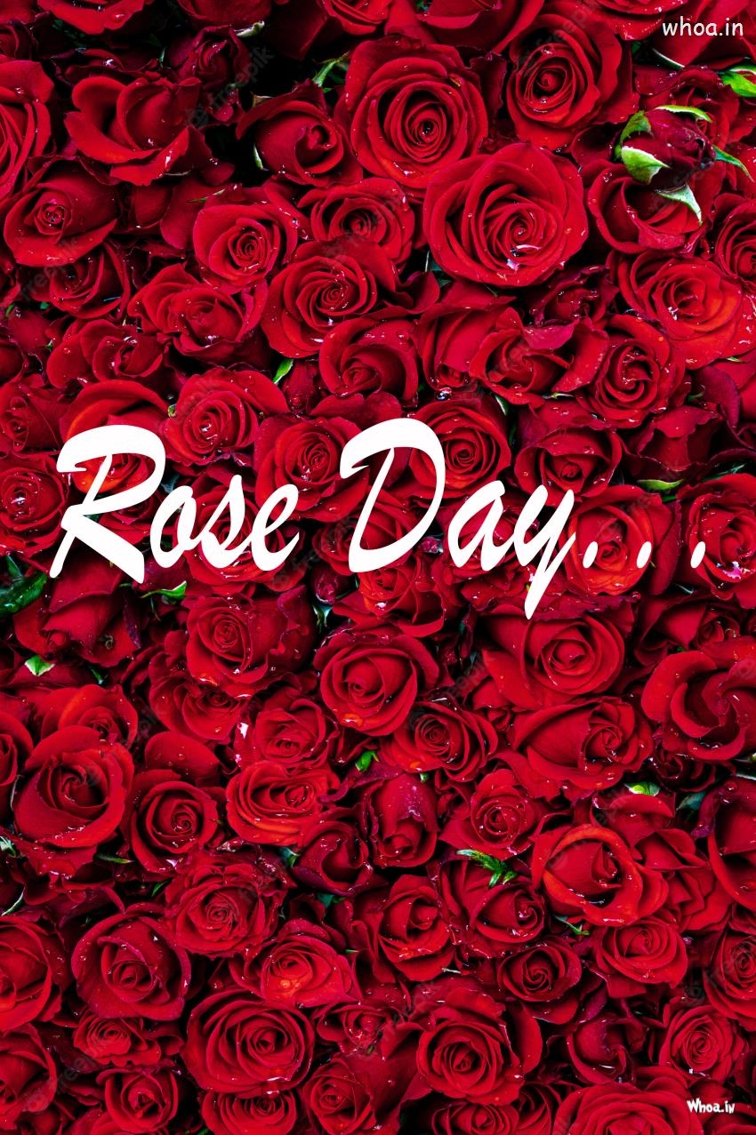 850x1280 Happy Rose Day Mobile Wallpaper, Phone