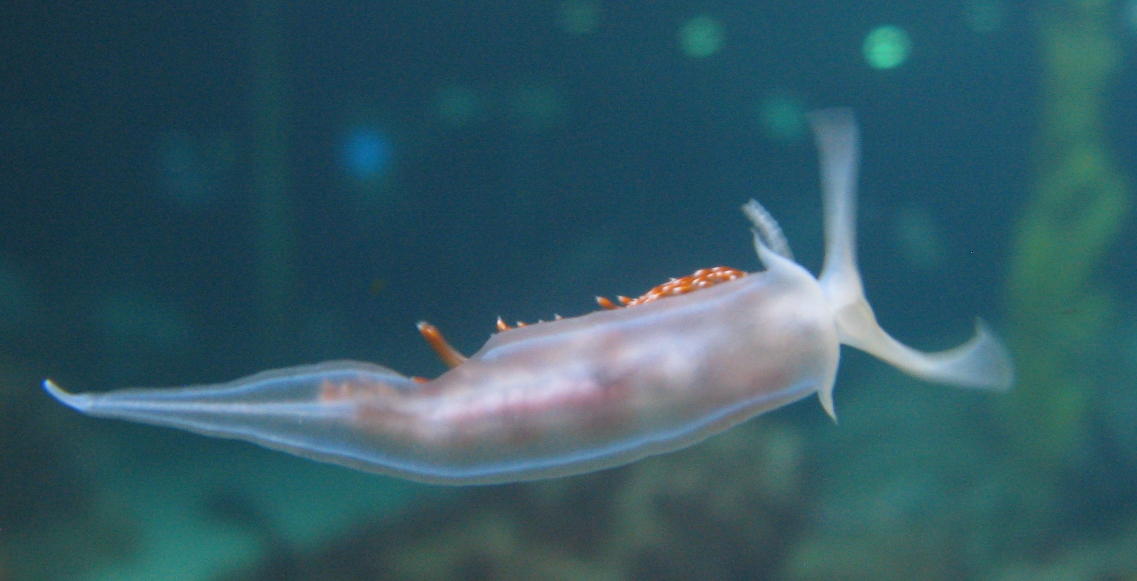 2310x1180 Nudibranchs: The Sea Slugs, Desktop