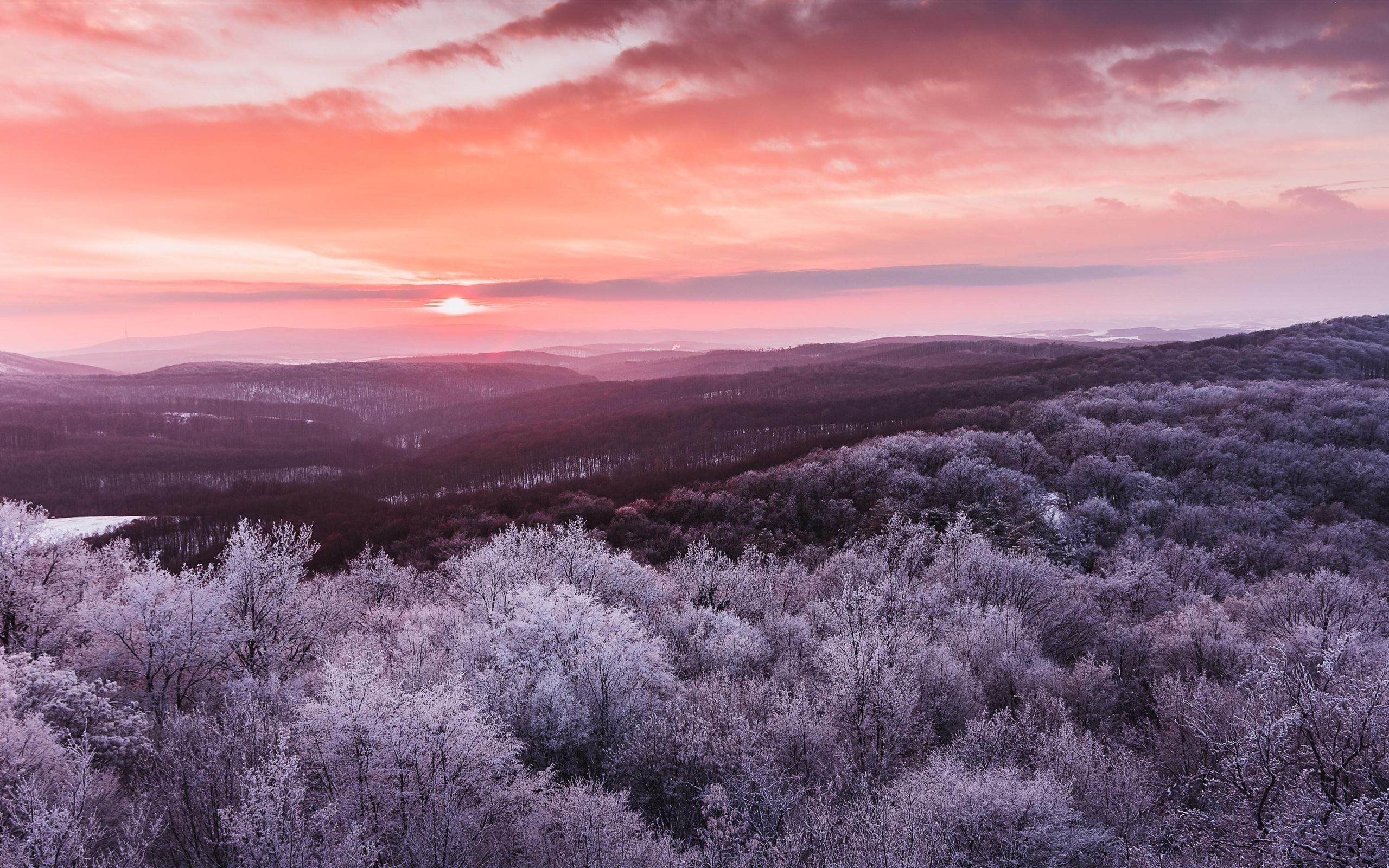 2560x1600 winter trees nature 5k iMac Wallpaper Download, Desktop