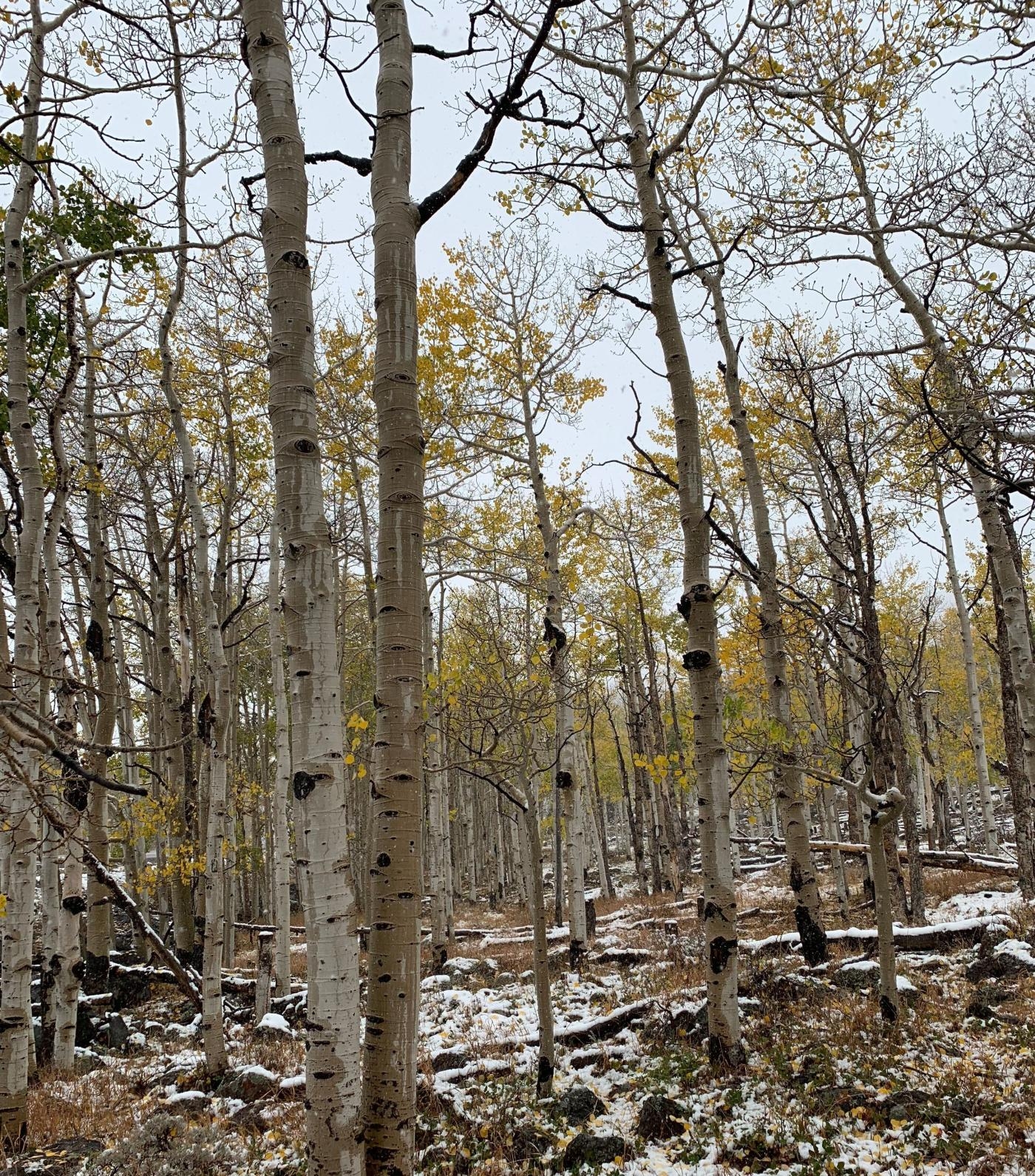 1400x1600 Pando, the world's largest organism, is dying thanks to, Phone