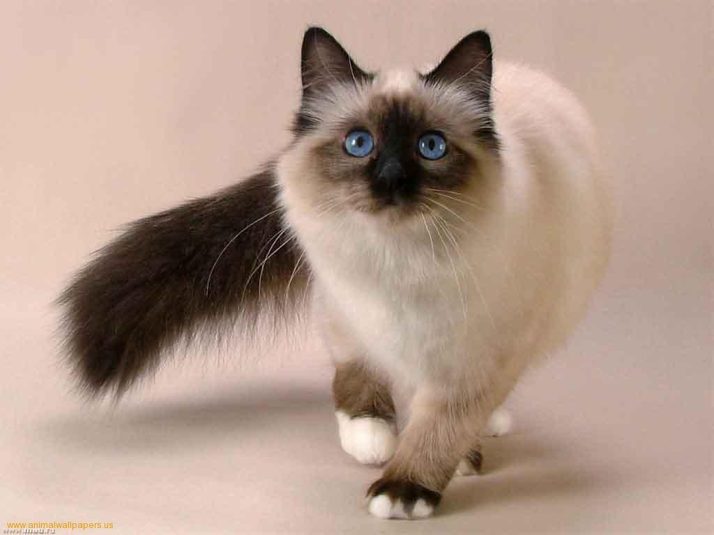 1030x770 Applehead Siamese Kittens Wallpaper Siamese Cat Facts Cat Picture, Desktop