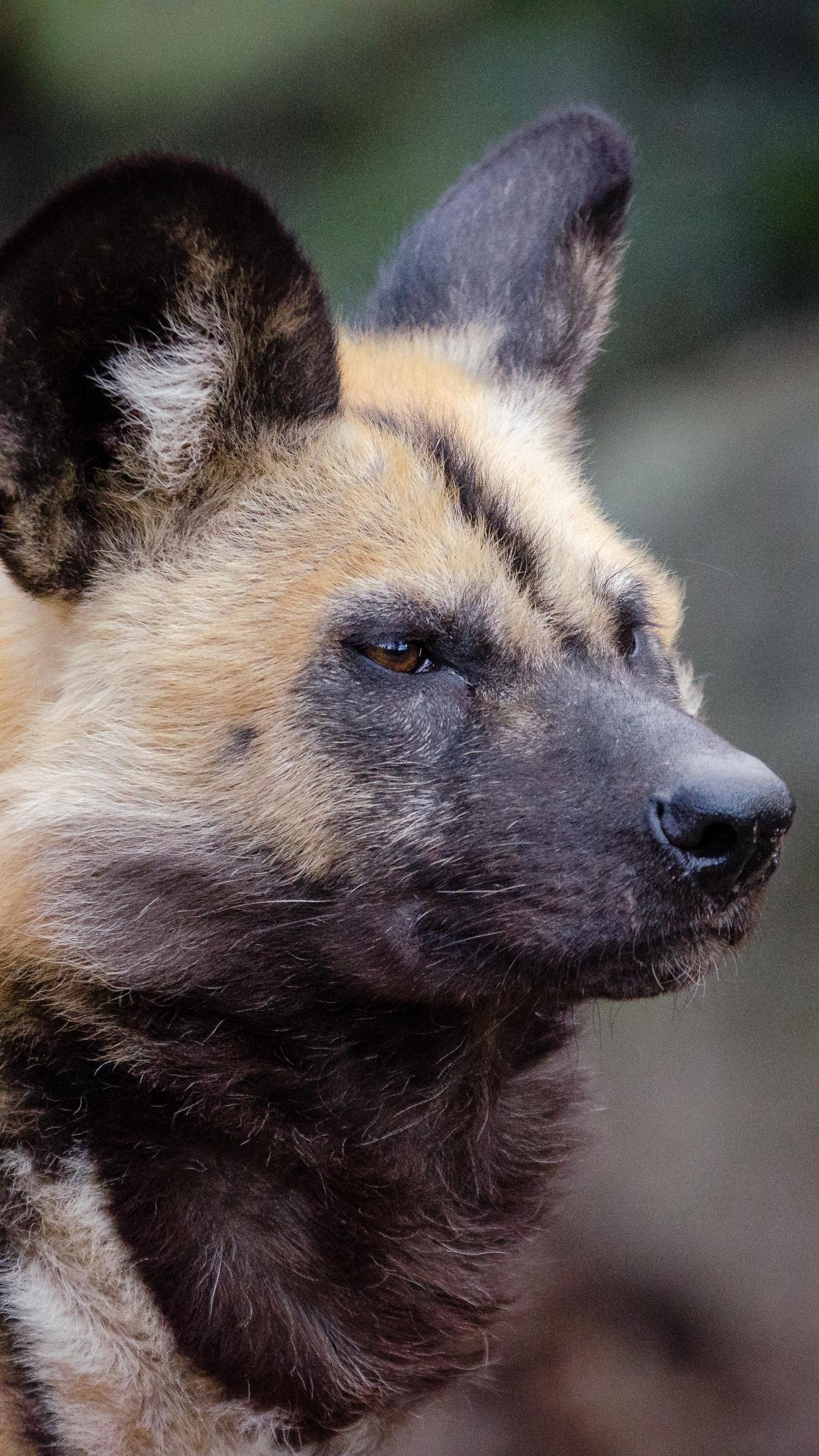 1350x2400 Download wallpaper  african wild dog, muzzle, Phone