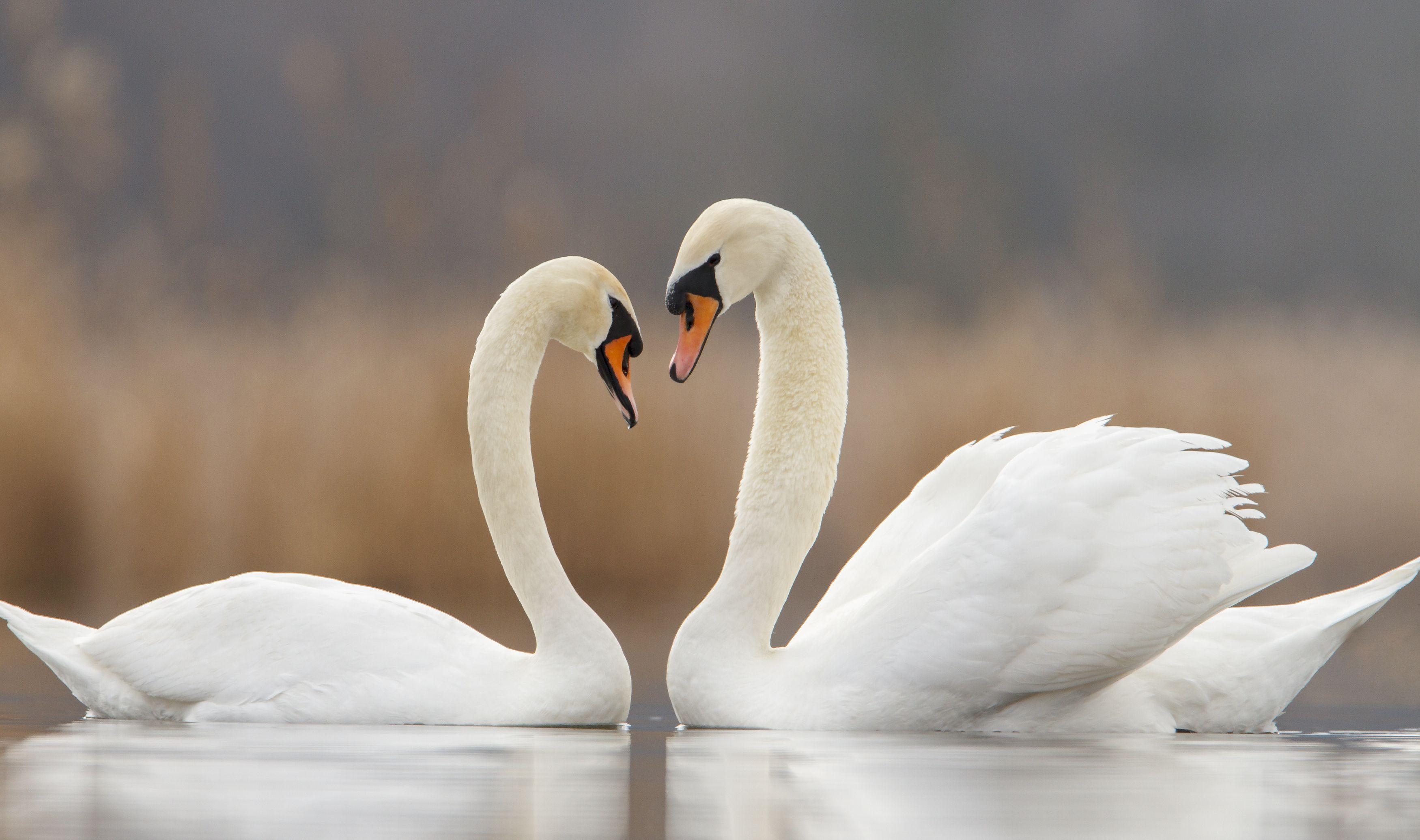 3500x2080 Best Animals Wallpaper: Swans, 438893, Animals, Desktop