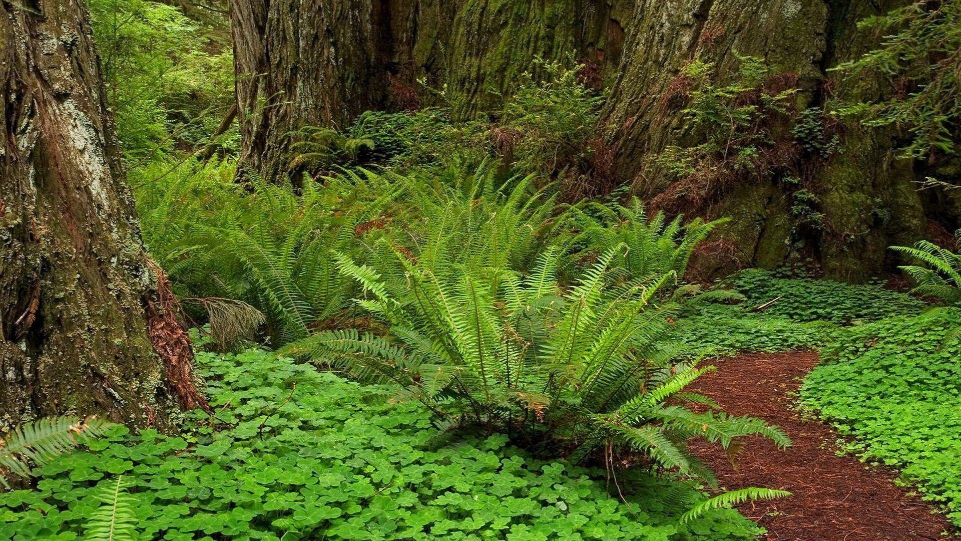 1920x1080 Redwoods Tag wallpaper: Trees Forest Redwoods Ferns Nature HD, Desktop