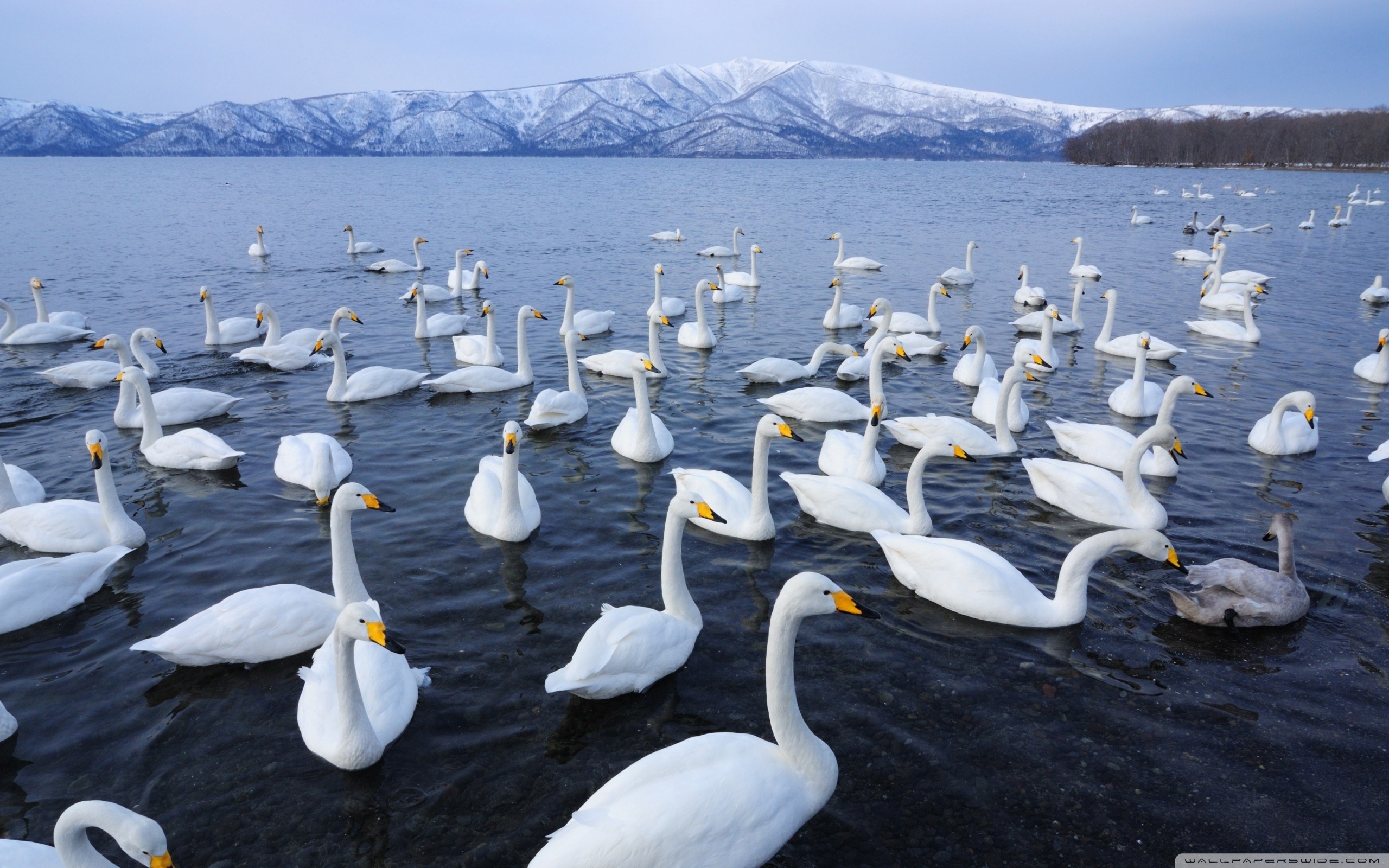 2560x1600 Swan Lake ❤ 4K HD Desktop Wallpaper for 4K Ultra HD TV, Desktop