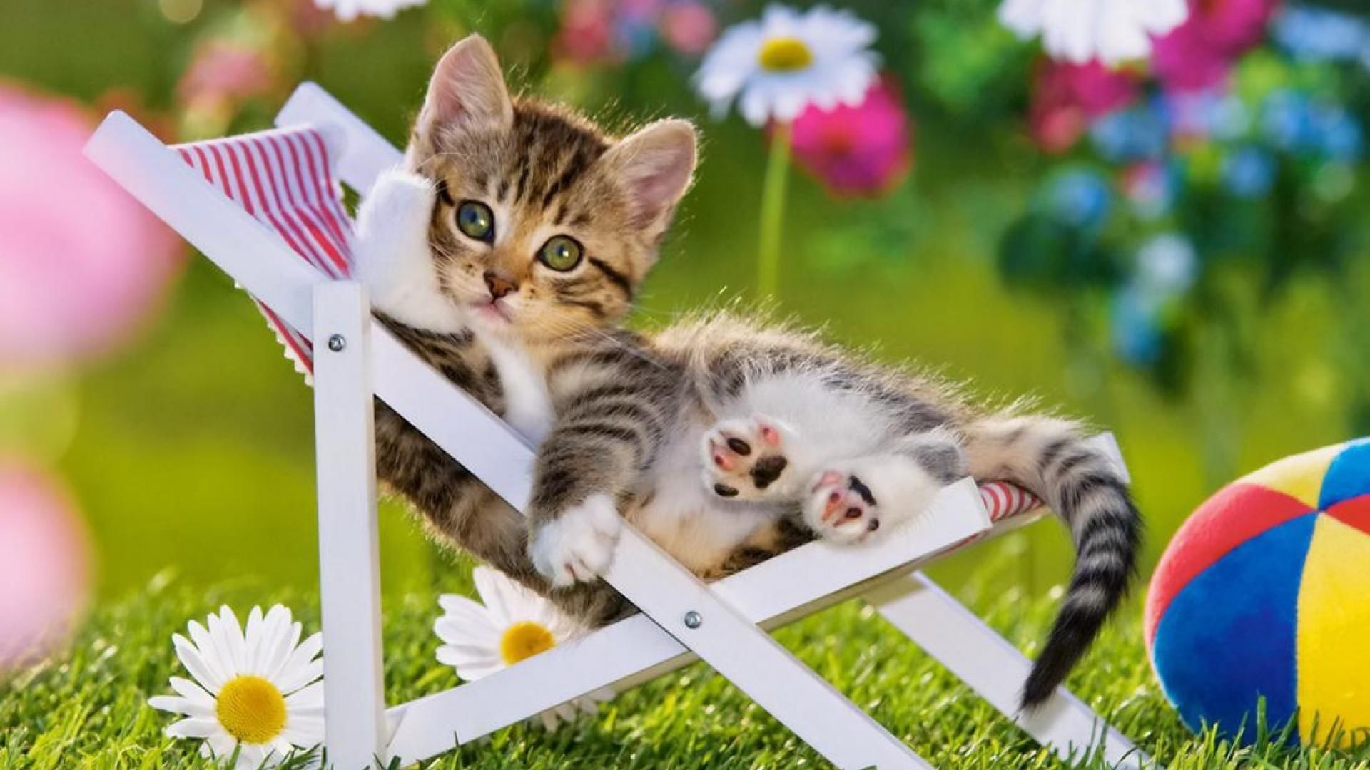 1920x1080 Summer Cat Wallpaper Free Summer Cat Background, Desktop