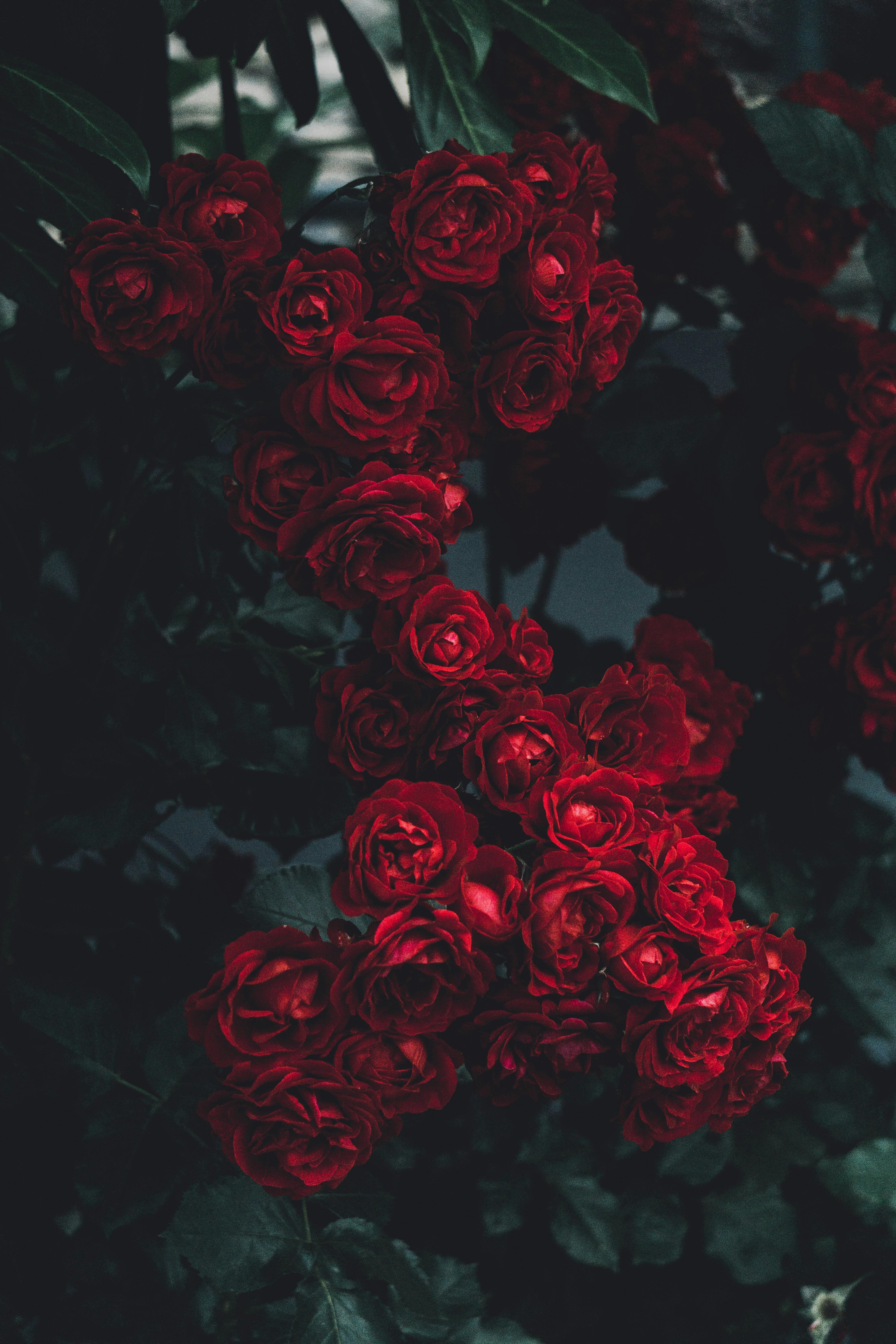 4000x6000 Red Roses in Bloom · Free, Phone