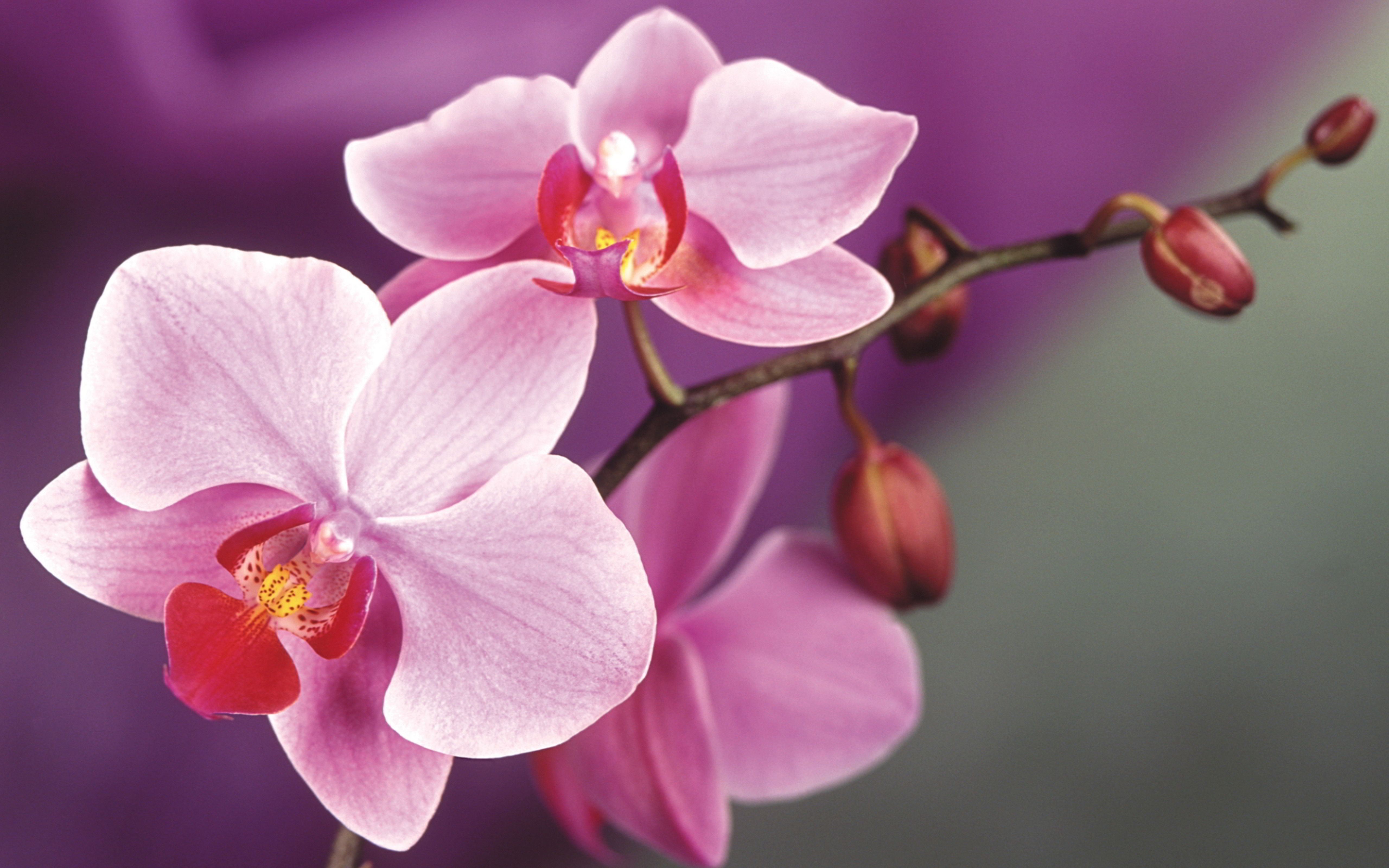 5120x3200 Free download Macro wallpaper Beautiful pink Orchid flower, Desktop