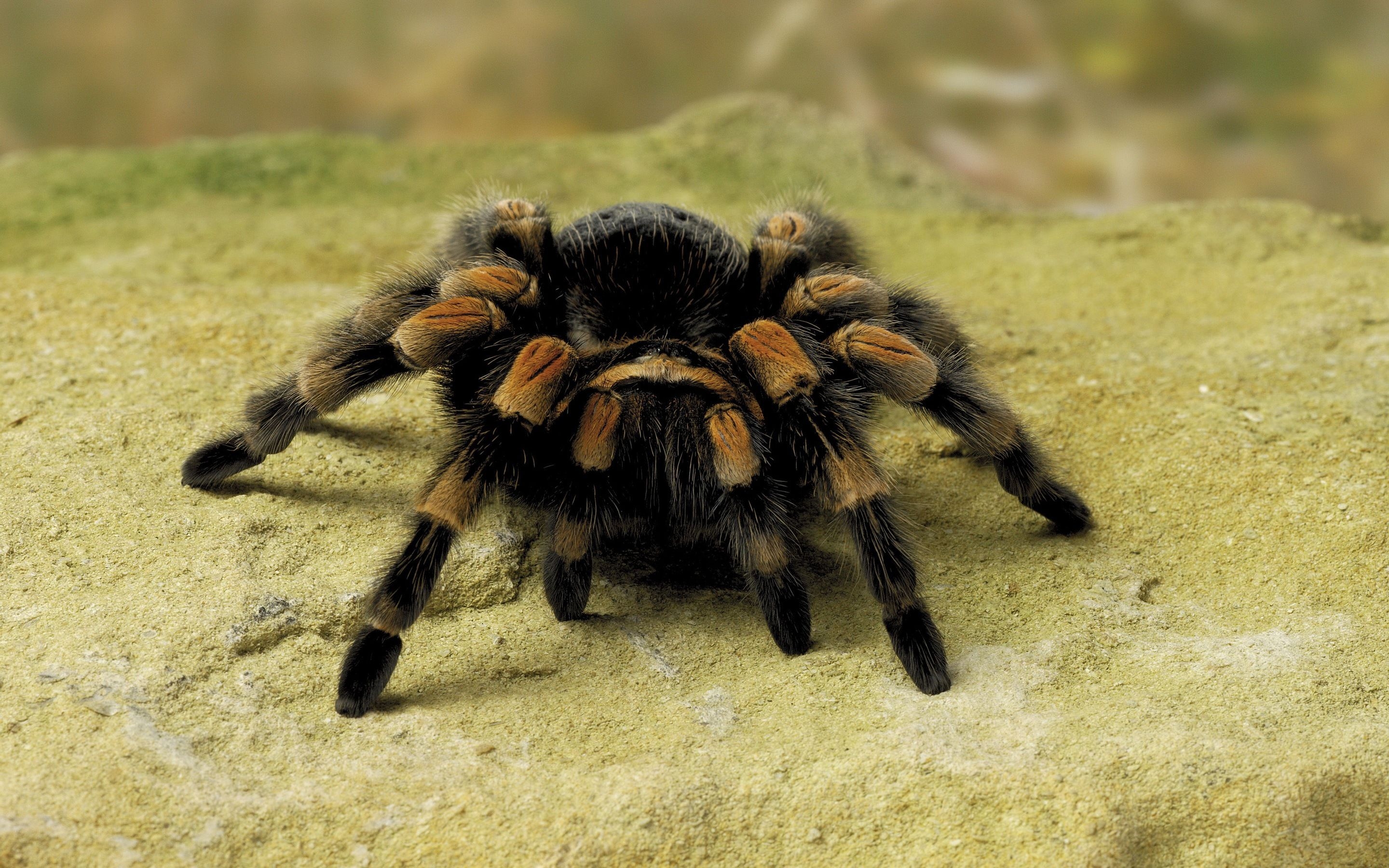 2880x1800 Realistic Spider Wallpaper Free Realistic Spider Background, Desktop