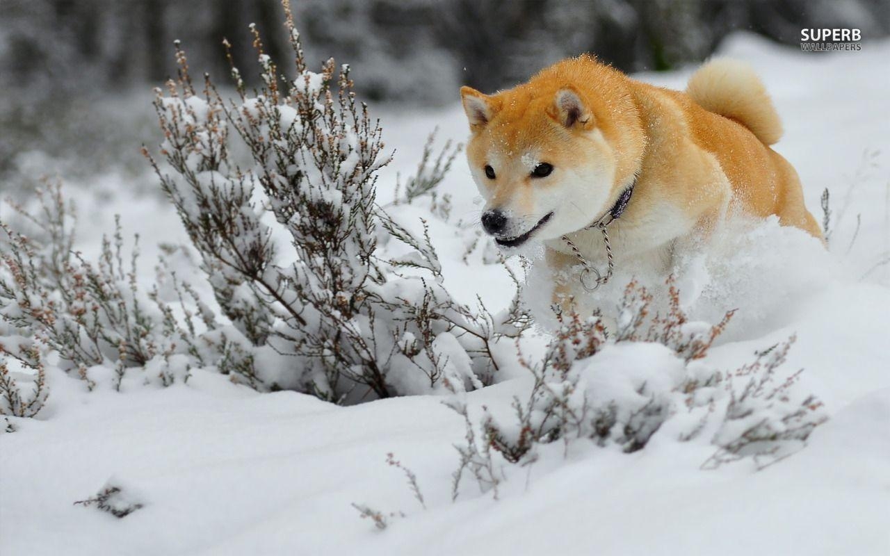 1280x800 Shiba Inu wallpaper wallpaper - #, Desktop