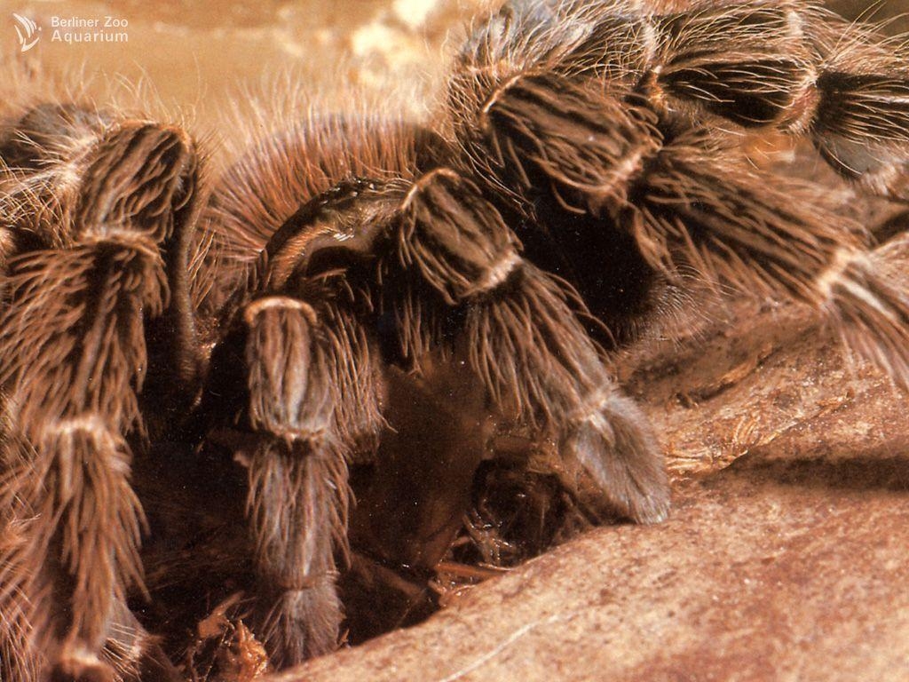 1030x770 Index Of Wp Content Gallery Tarantulas 1, Desktop