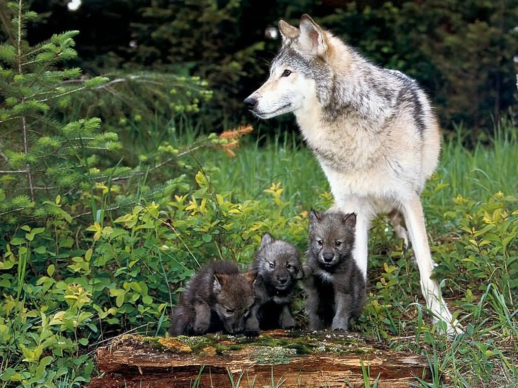 1030x770 Isle Royale Wolves Cautionary Tale For Beleagered Northern Rockies, Desktop