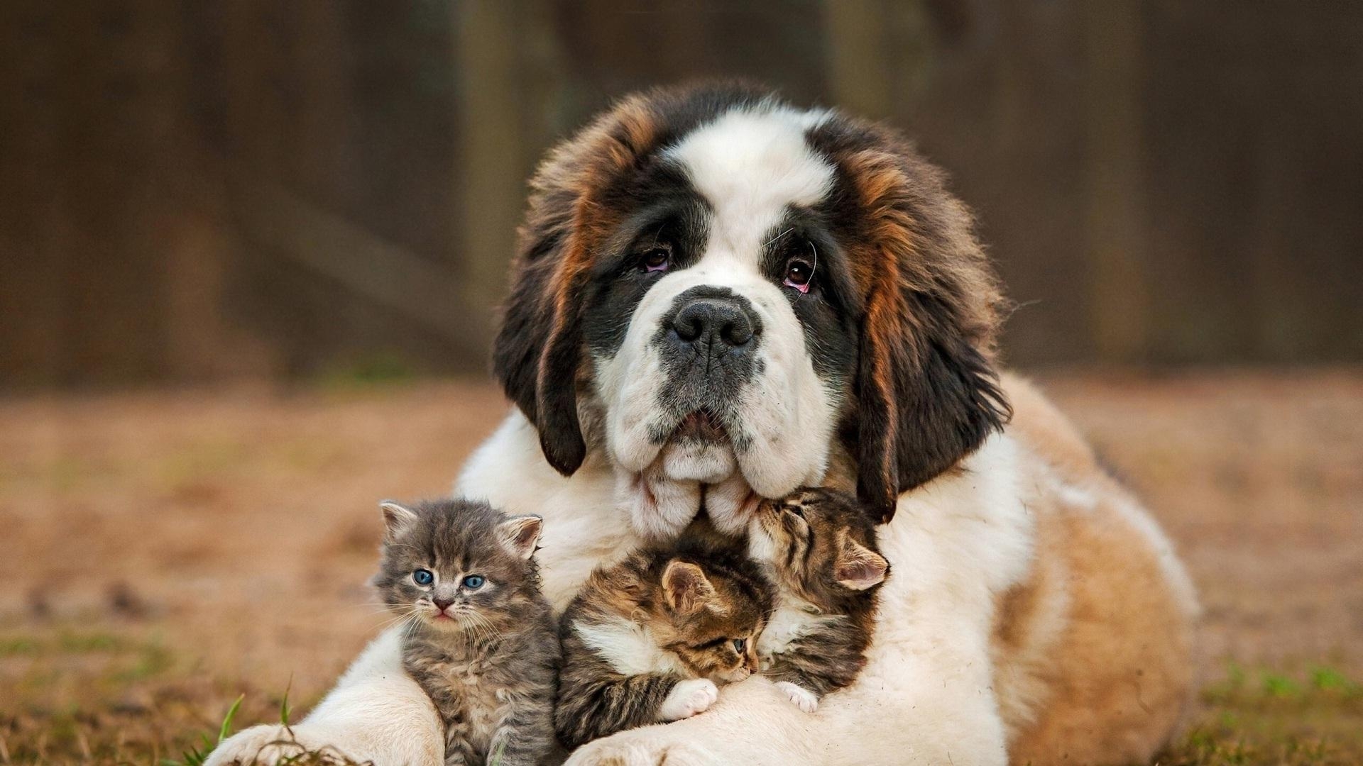 1920x1080 big dog wallpaper Gallery, Desktop